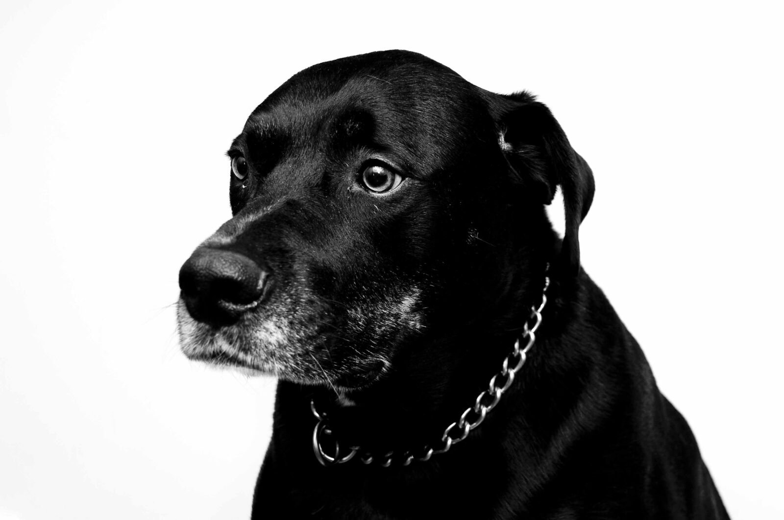 Nikon D90 sample photo. Pitbull, rottweiler, mix photography