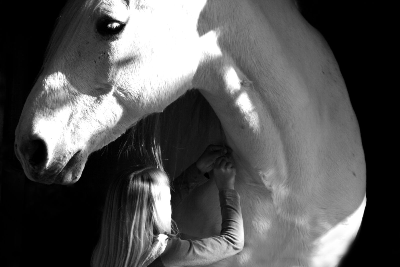 Canon EOS 400D (EOS Digital Rebel XTi / EOS Kiss Digital X) sample photo. Horse, equestrian, grey photography