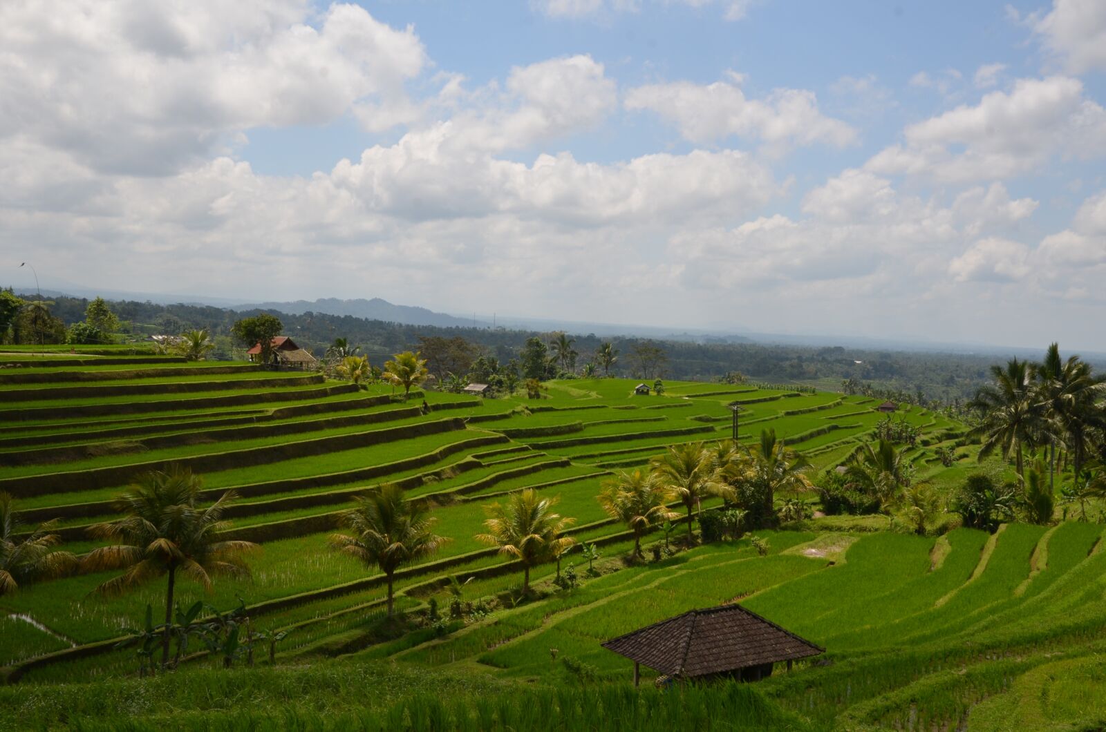 Nikon D7000 sample photo. Rice terraces, plant, farm photography