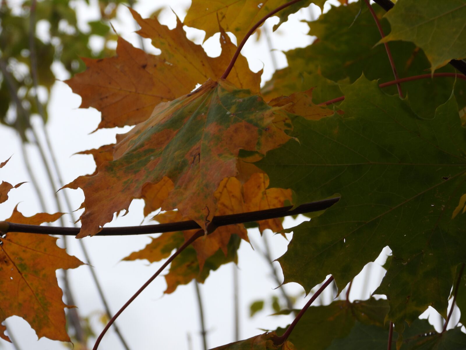 Nikon Coolpix P1000 sample photo. Autumn leaves, clone, the photography
