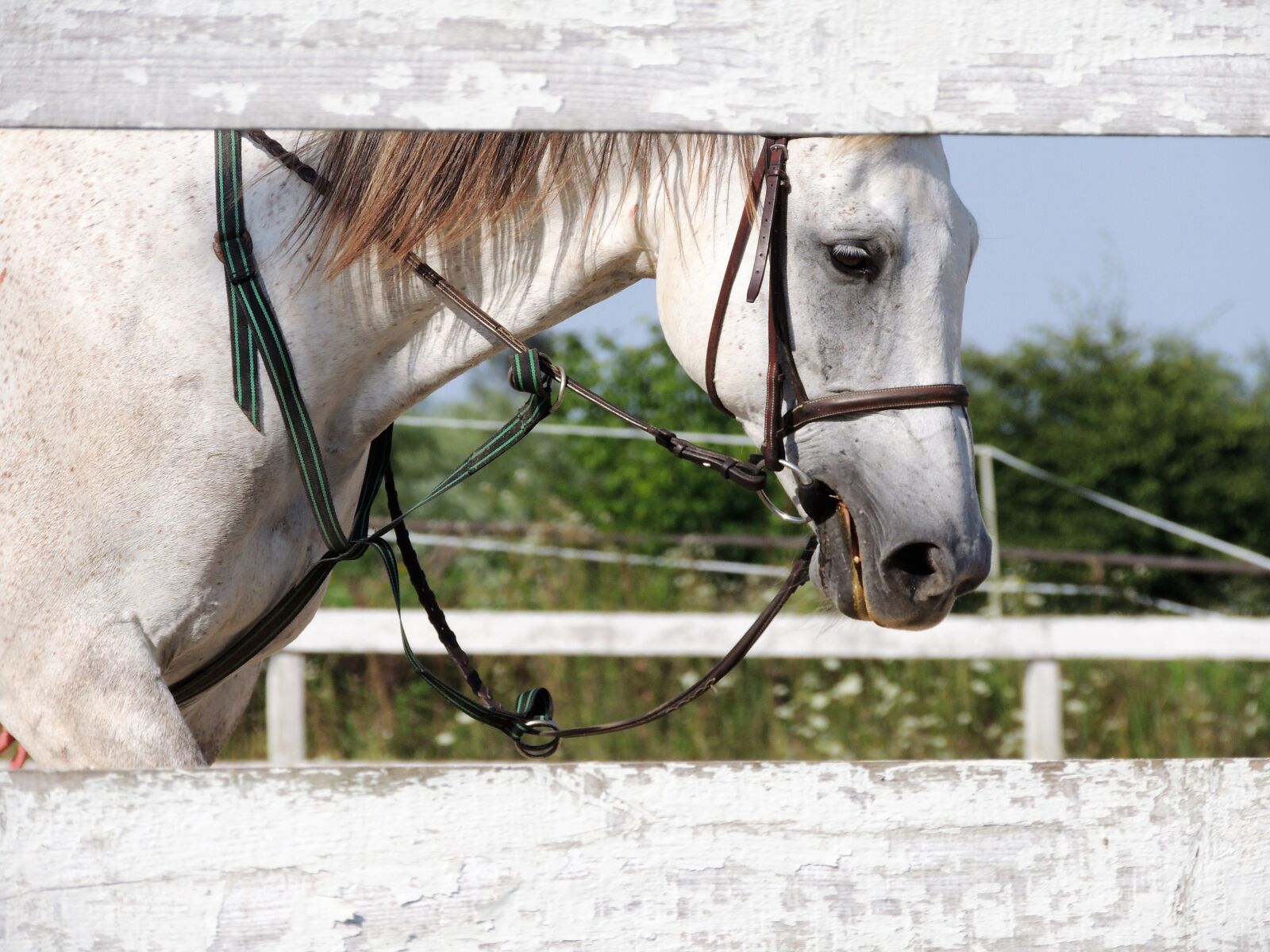 Nikon Coolpix P510 sample photo. The horse, horse, white photography