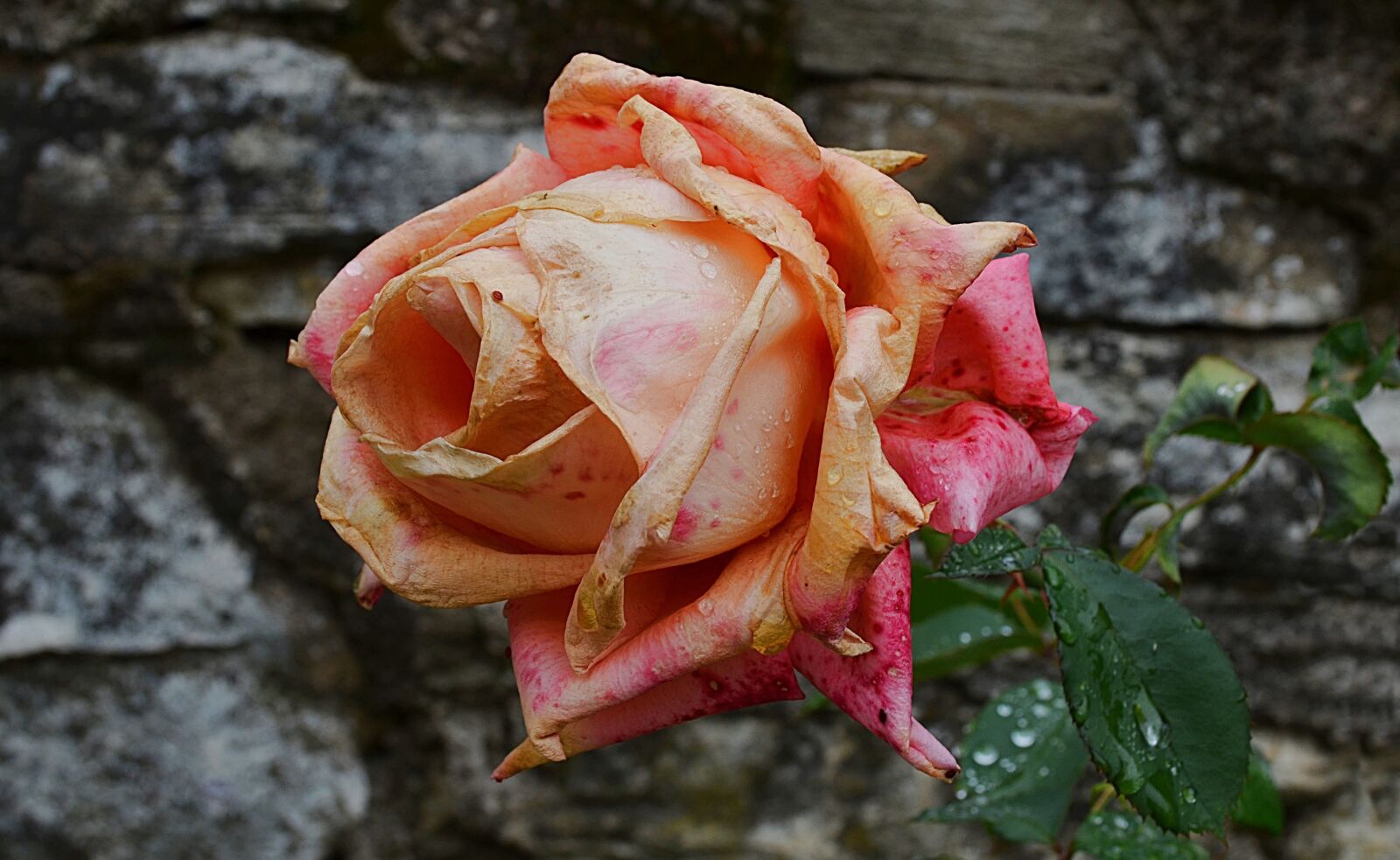 Nikon D5100 sample photo. Rose, flower, nature photography