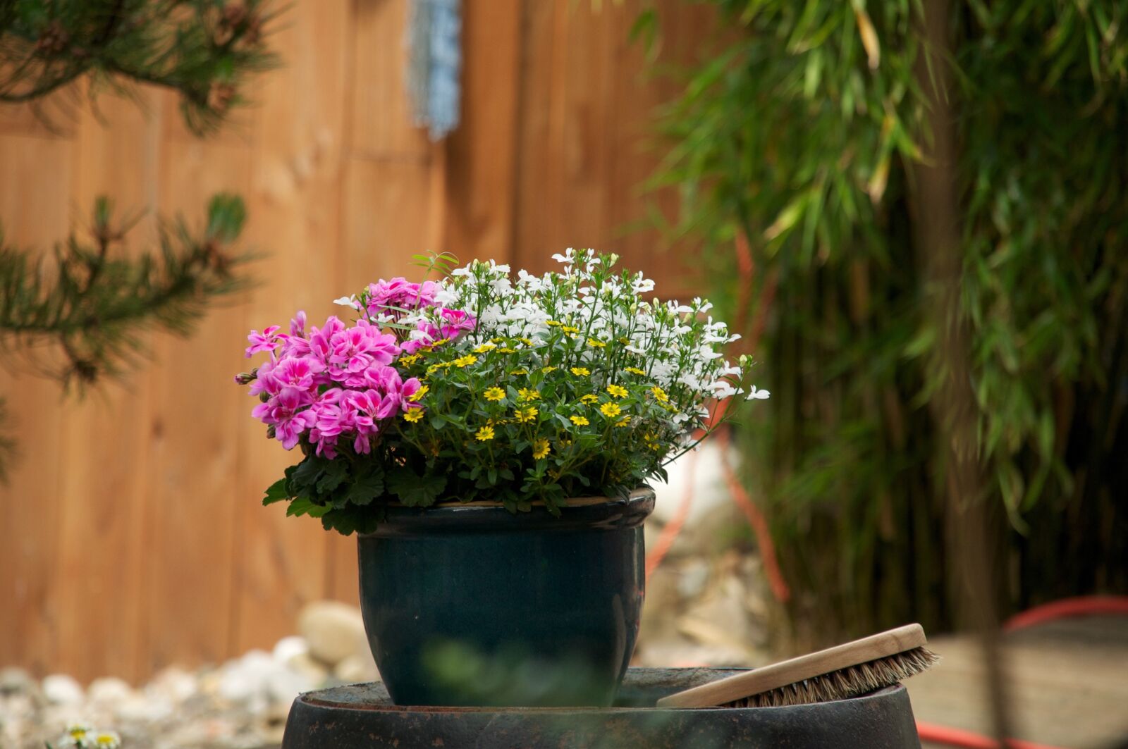 Nikon D5000 sample photo. Flower, plant, garden photography