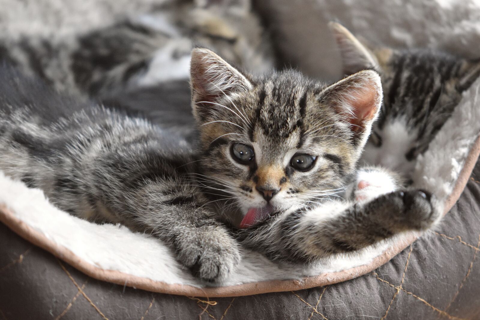 Nikon D5600 sample photo. Cat, kitten, domestic cat photography