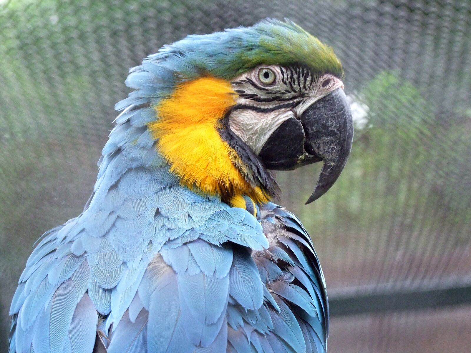 Fujifilm FinePix S100fs sample photo. Parrot, bird, feather photography