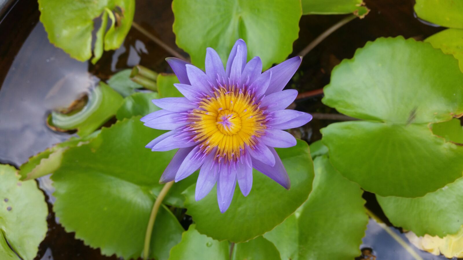Samsung Galaxy S5 sample photo. Lotus, purple, purple lotus photography