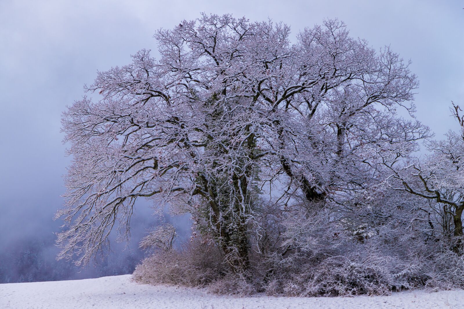 Canon EOS 6D Mark II sample photo. Tree, snow, ripe photography