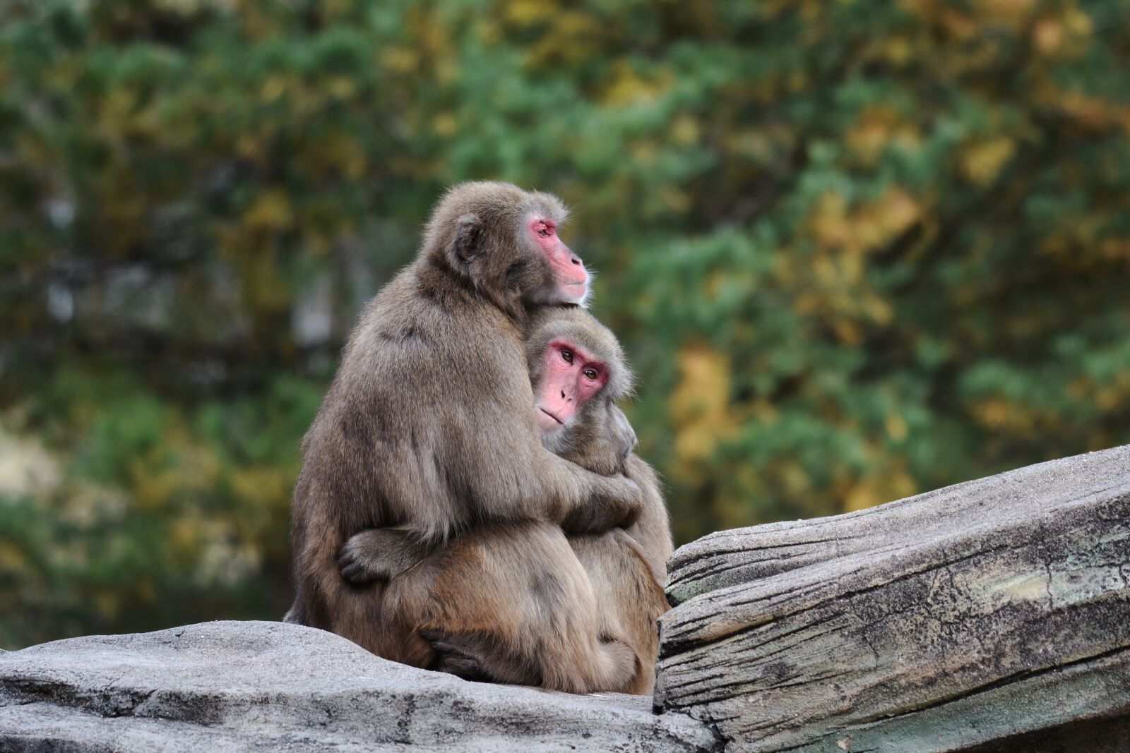 Nikon D7200 sample photo. Emotions, love, cuddling photography