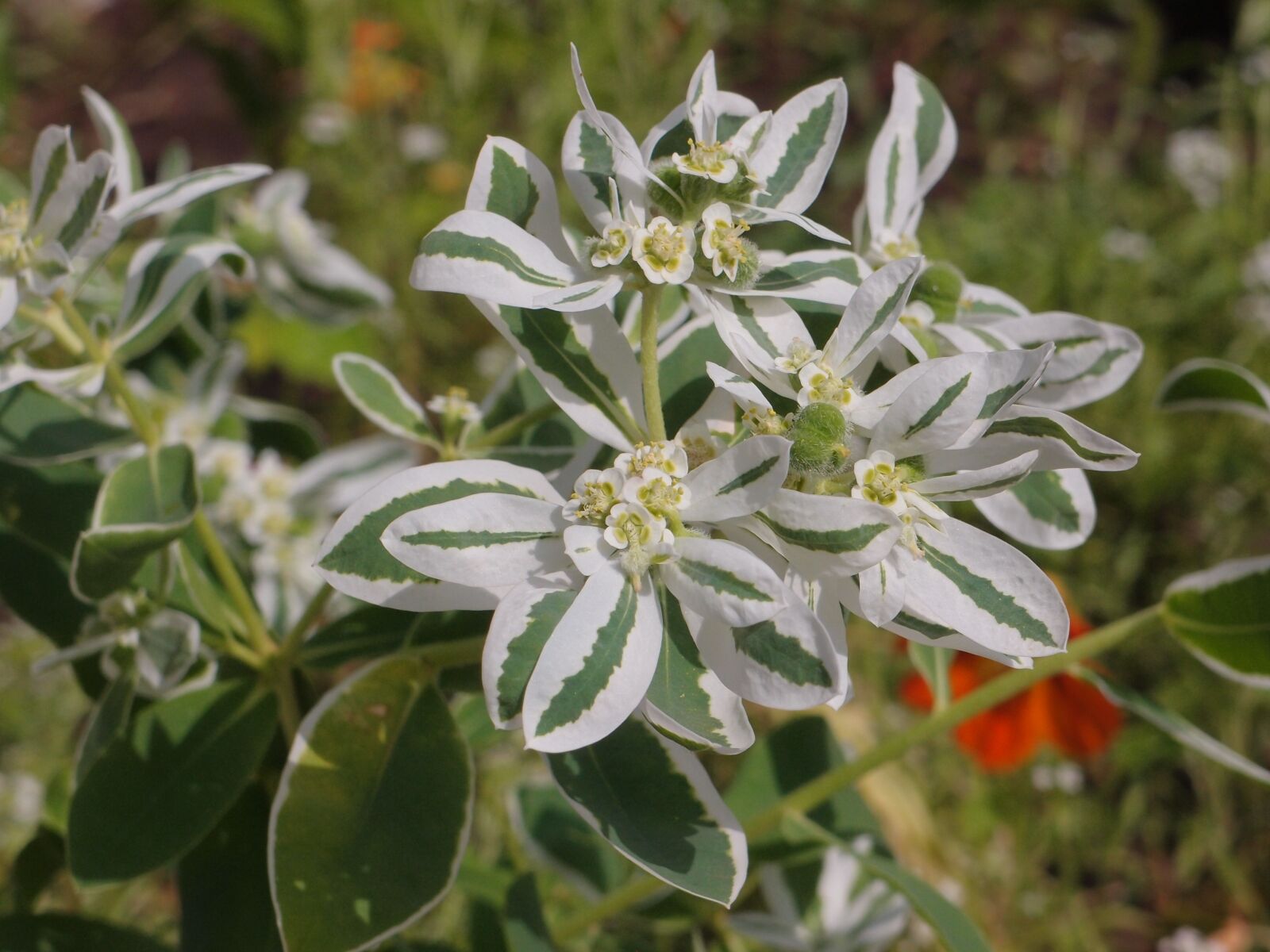 Olympus XZ-1 sample photo. Euphorbia fringed, spurge, flowers photography