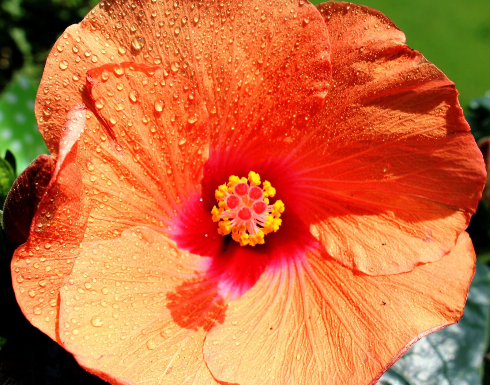 Canon EOS 700D (EOS Rebel T5i / EOS Kiss X7i) sample photo. Flower, blossom, bloom photography