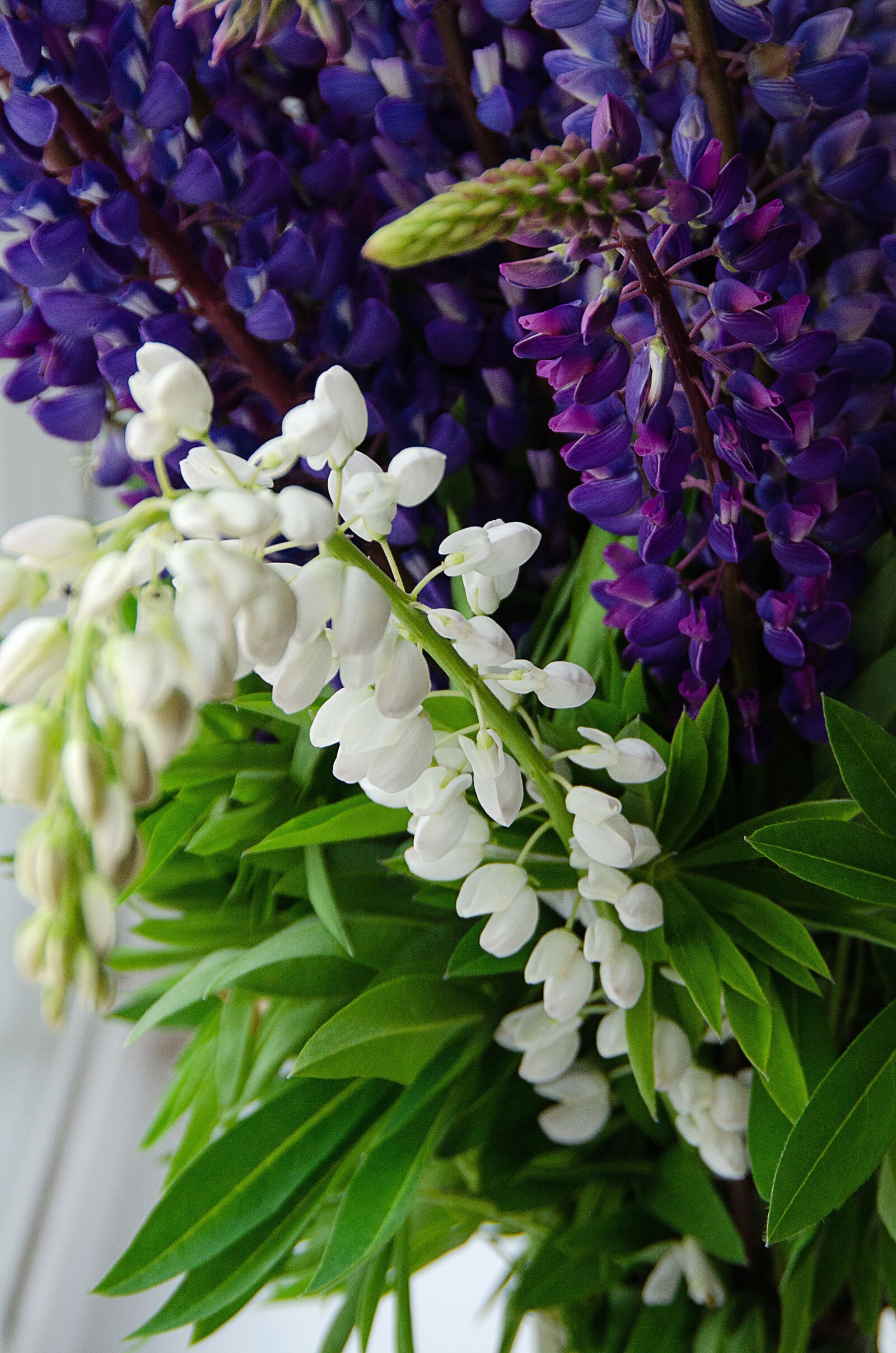 Nikon D7000 sample photo. Lupine, summer, sun photography