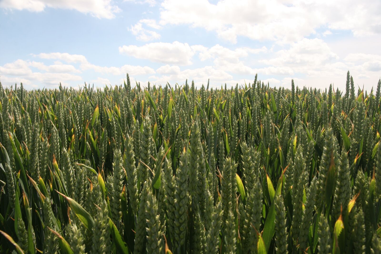 Canon EOS 20D sample photo. Field, agriculture, cereals photography