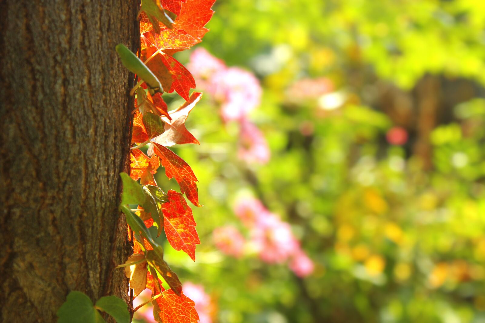 Canon EOS 550D (EOS Rebel T2i / EOS Kiss X4) sample photo. Leaves, wood, autumn photography