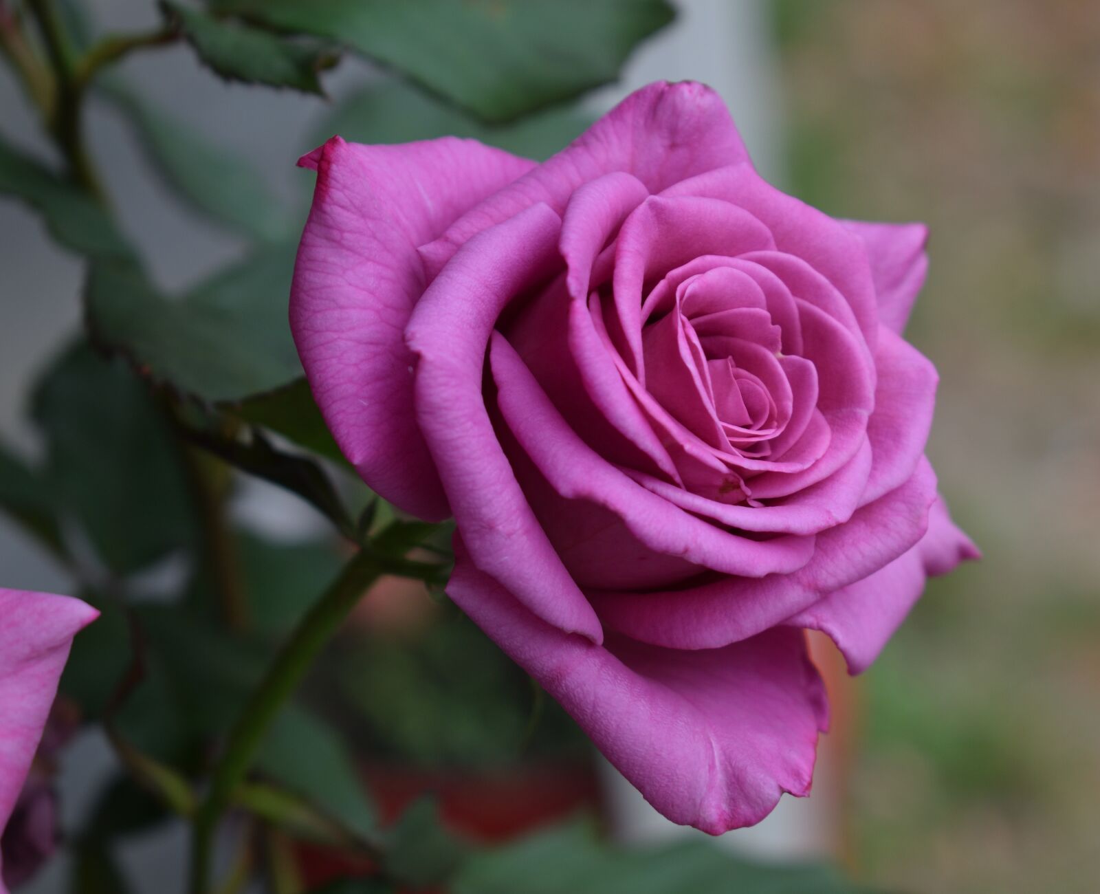 Nikon D5300 sample photo. Rosa, pink purple, flower photography