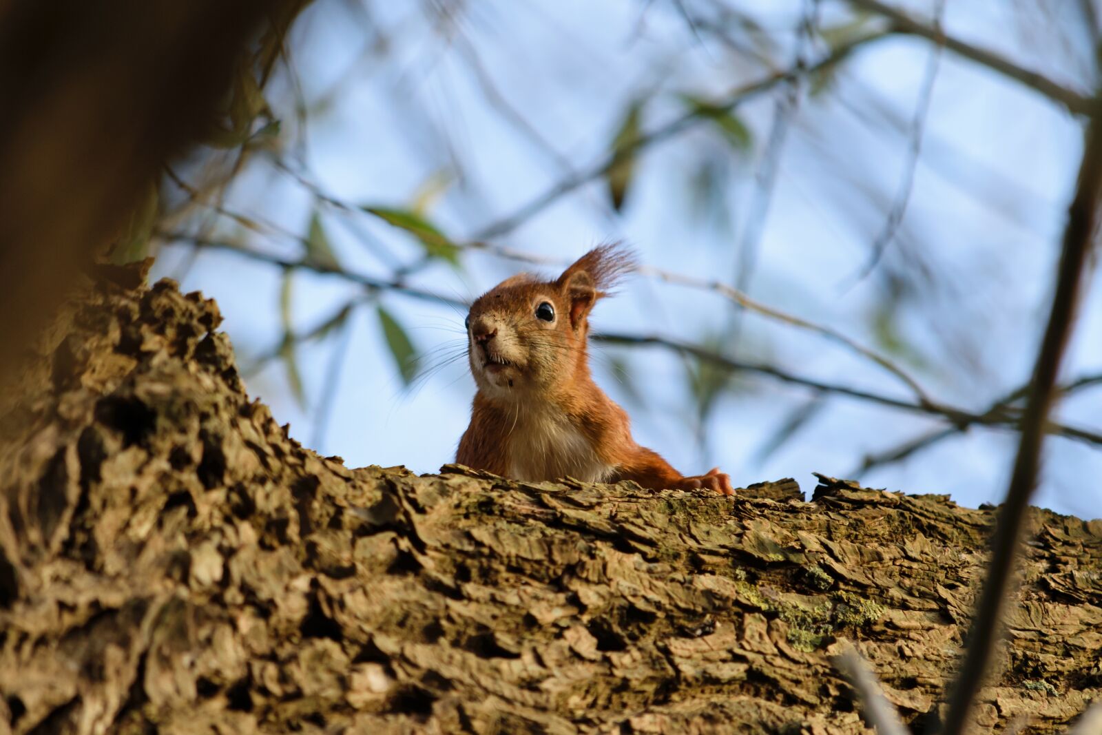 Nikon D5300 sample photo. Squirrel, nature, animal photography