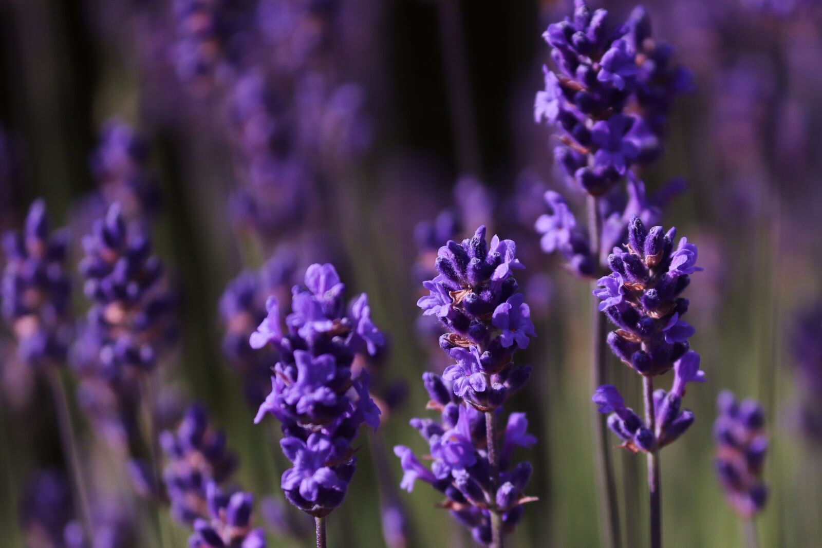 Canon EOS 200D (EOS Rebel SL2 / EOS Kiss X9) sample photo. Lavender, purple, violet photography