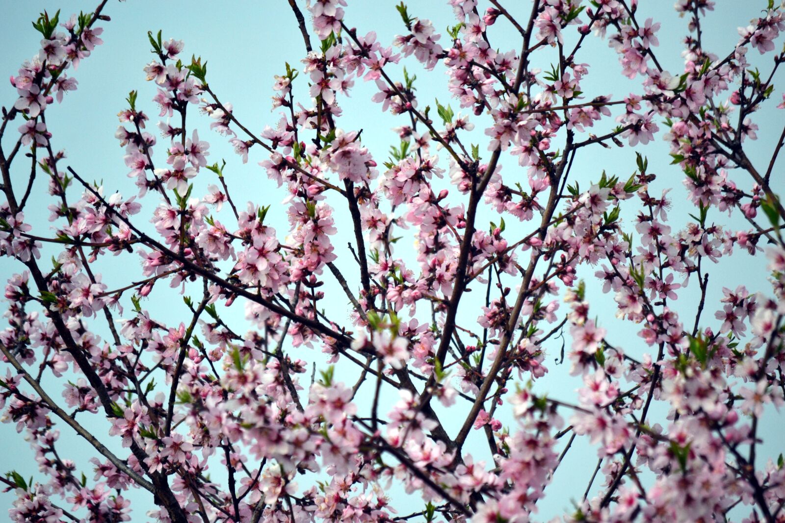Nikon D3100 sample photo. Spring, bloom, flora photography