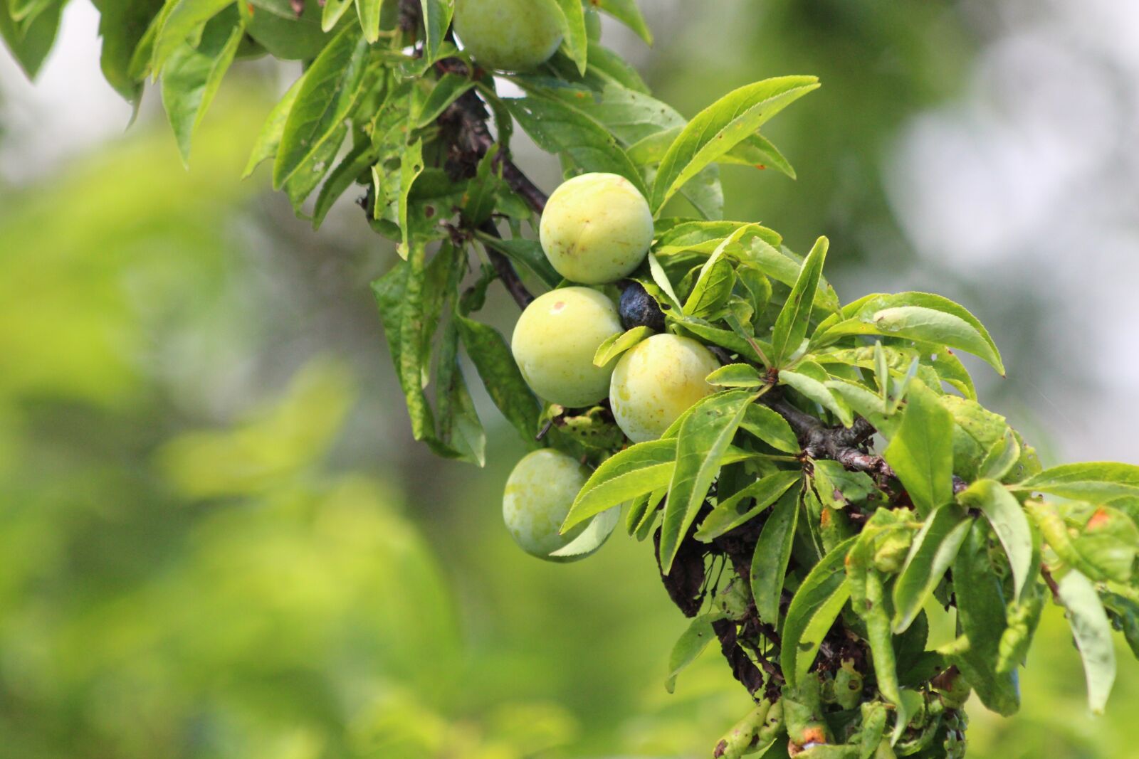 Canon EOS 650D (EOS Rebel T4i / EOS Kiss X6i) sample photo. Plum, branch, fruit photography
