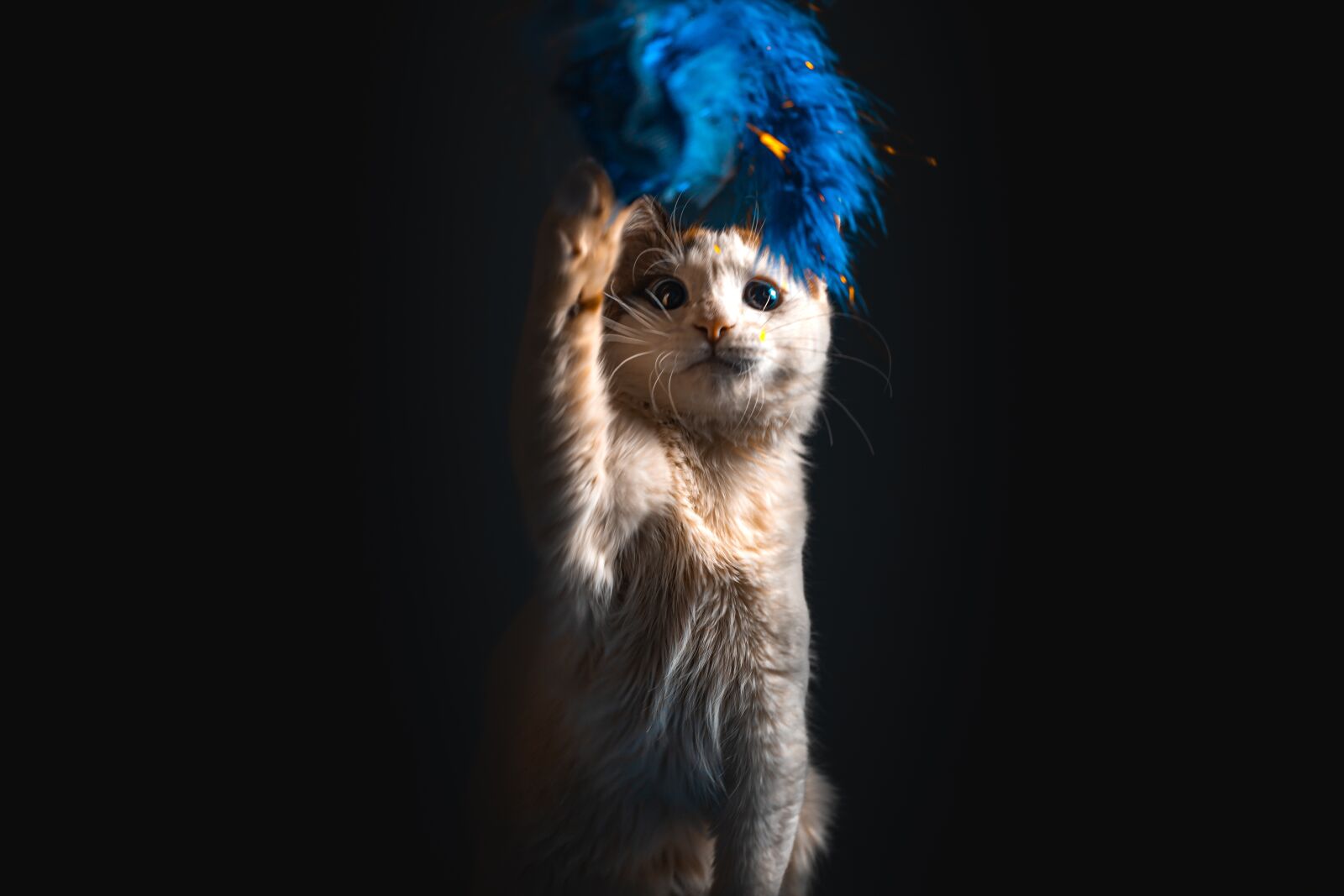 Canon EOS 6D Mark II sample photo. Cat, kitten, cat playing photography