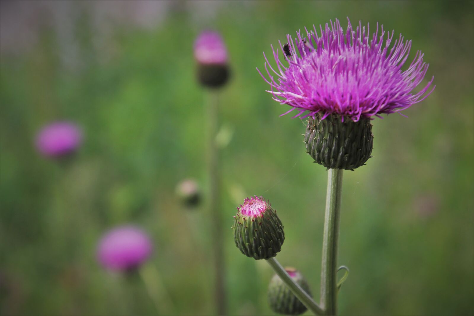 Canon EOS 80D sample photo. Violet, acker thistle, creeping photography
