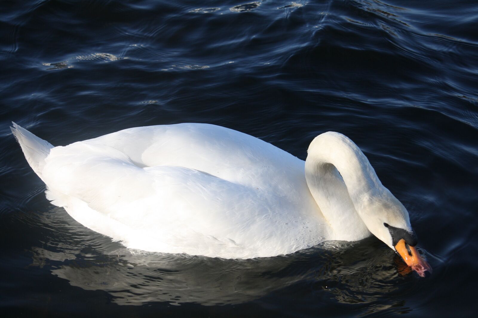 Canon EOS 1000D (EOS Digital Rebel XS / EOS Kiss F) sample photo. Water, bird, nature photography