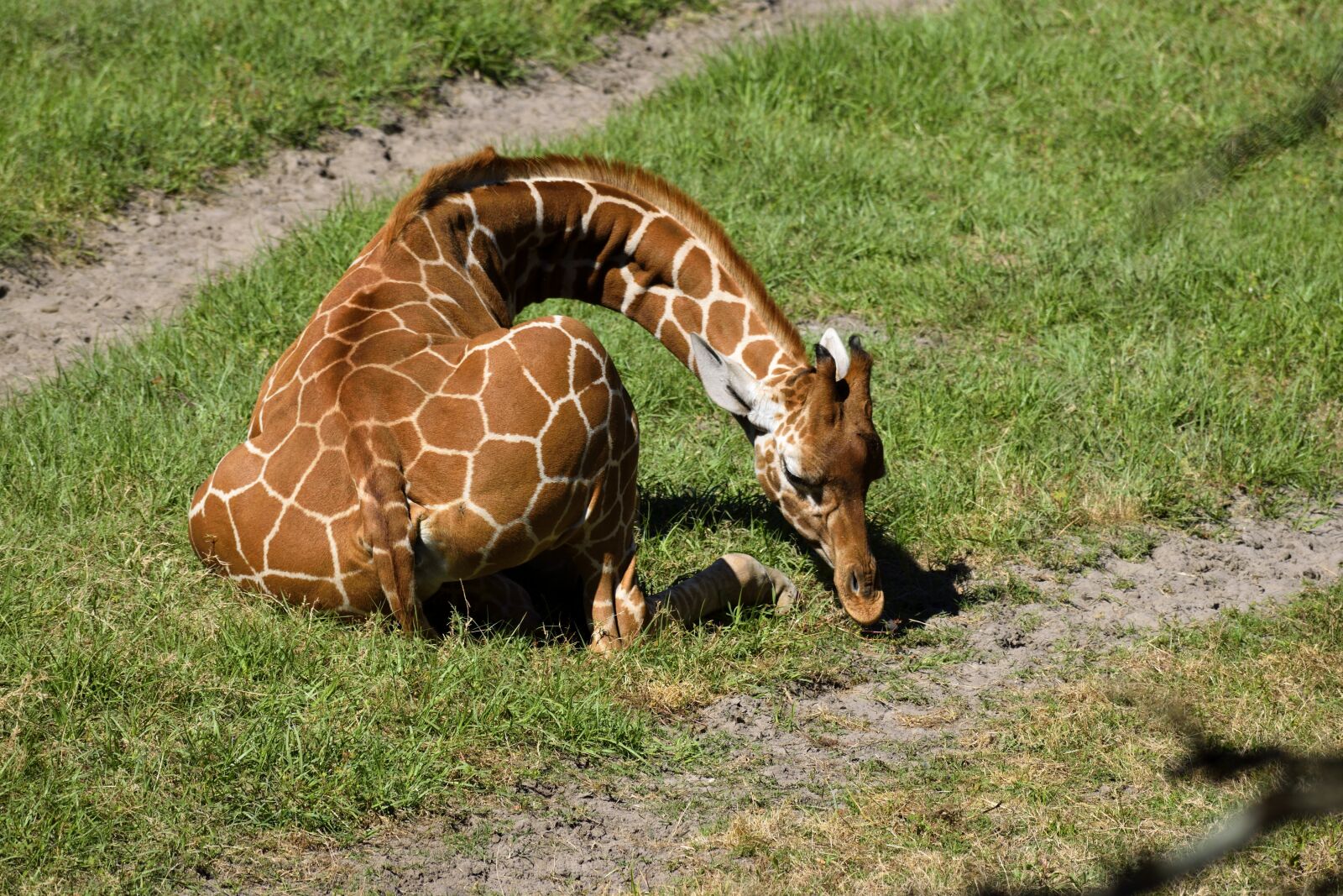 Nikon D3300 sample photo. Baby giraffe, animal, cute photography