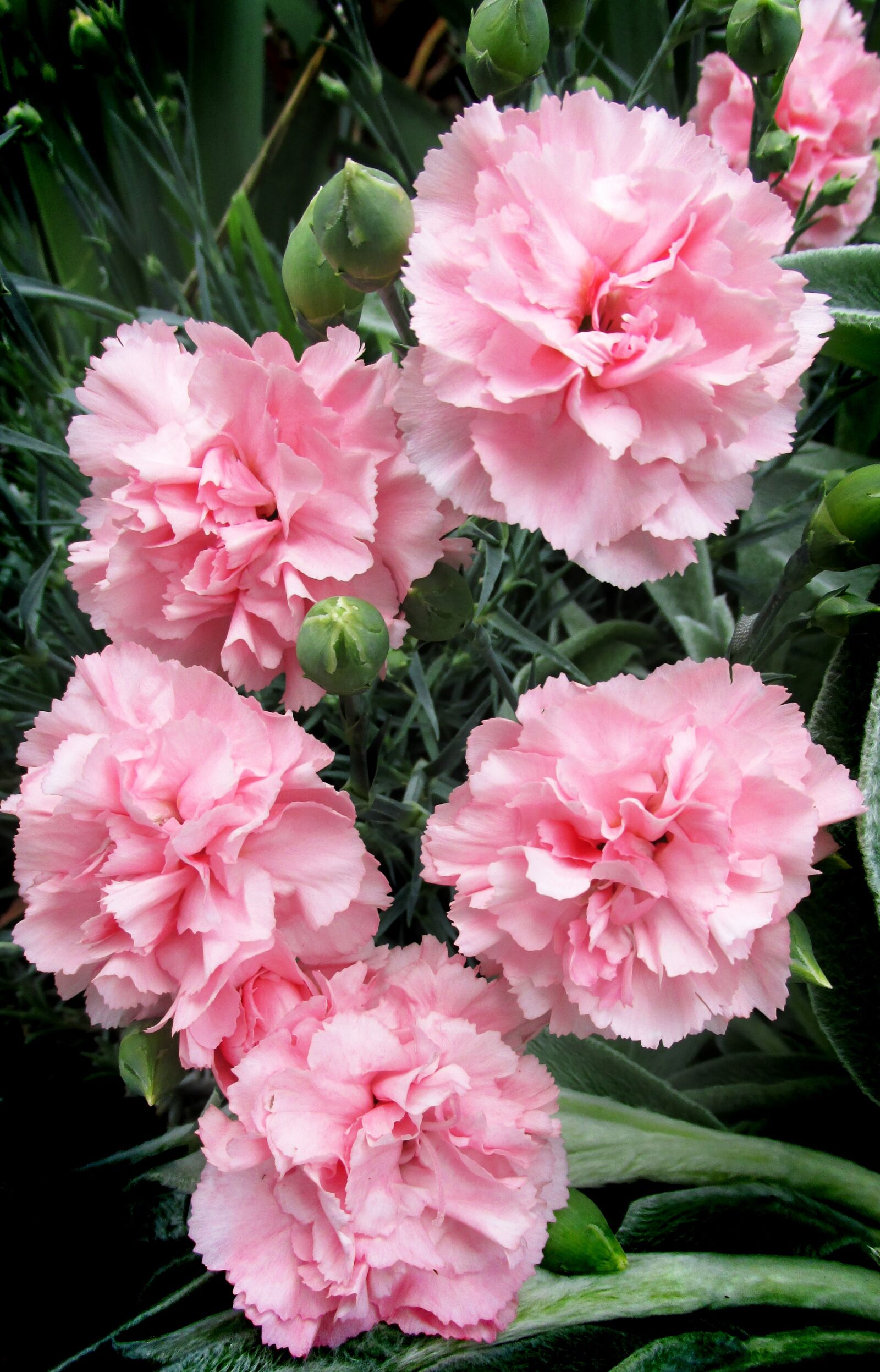 Canon PowerShot SX170 IS sample photo. Carnations, pink, flowers photography