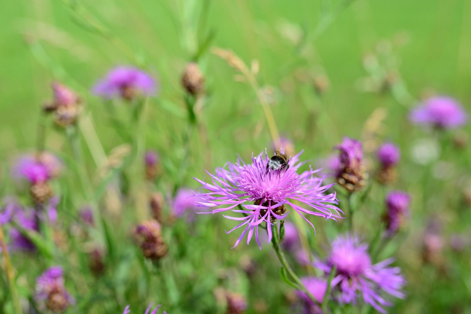 Nikon D610 sample photo. Meadow knapweed, pointed flower photography