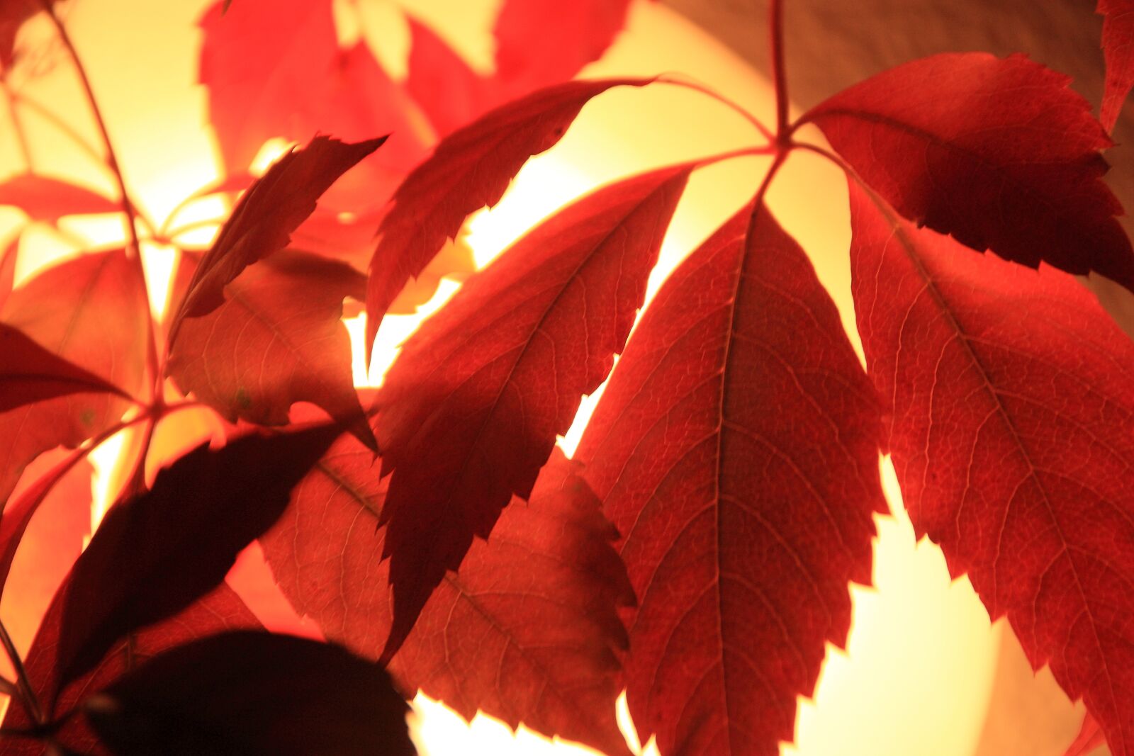Canon EOS 450D (EOS Rebel XSi / EOS Kiss X2) sample photo. Red leaves, autumn, leaves photography