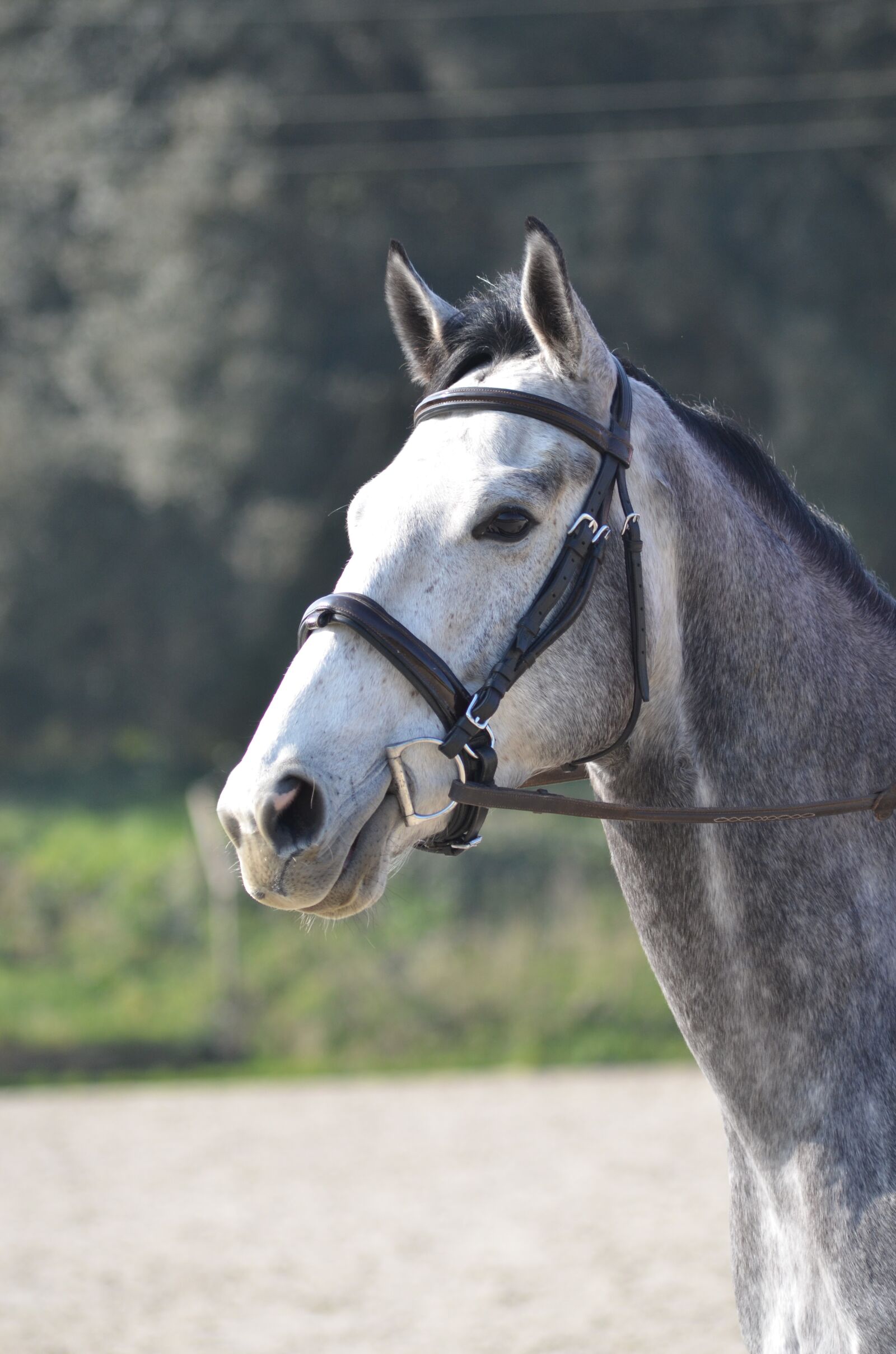 Nikon D7000 sample photo. Horse, head, grey photography