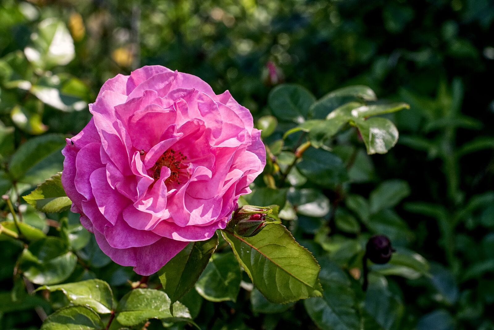 Nikon D7200 sample photo. Peony, flower, flower garden photography
