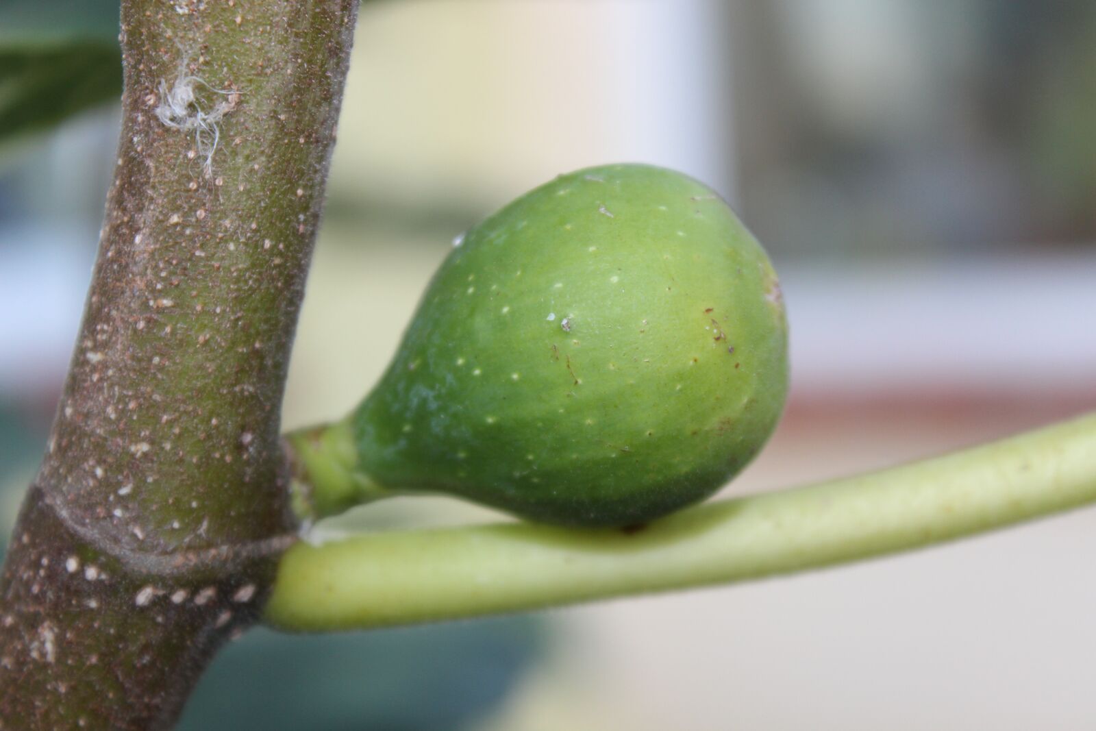 Canon EOS 600D (Rebel EOS T3i / EOS Kiss X5) sample photo. Fig, nature, tree photography