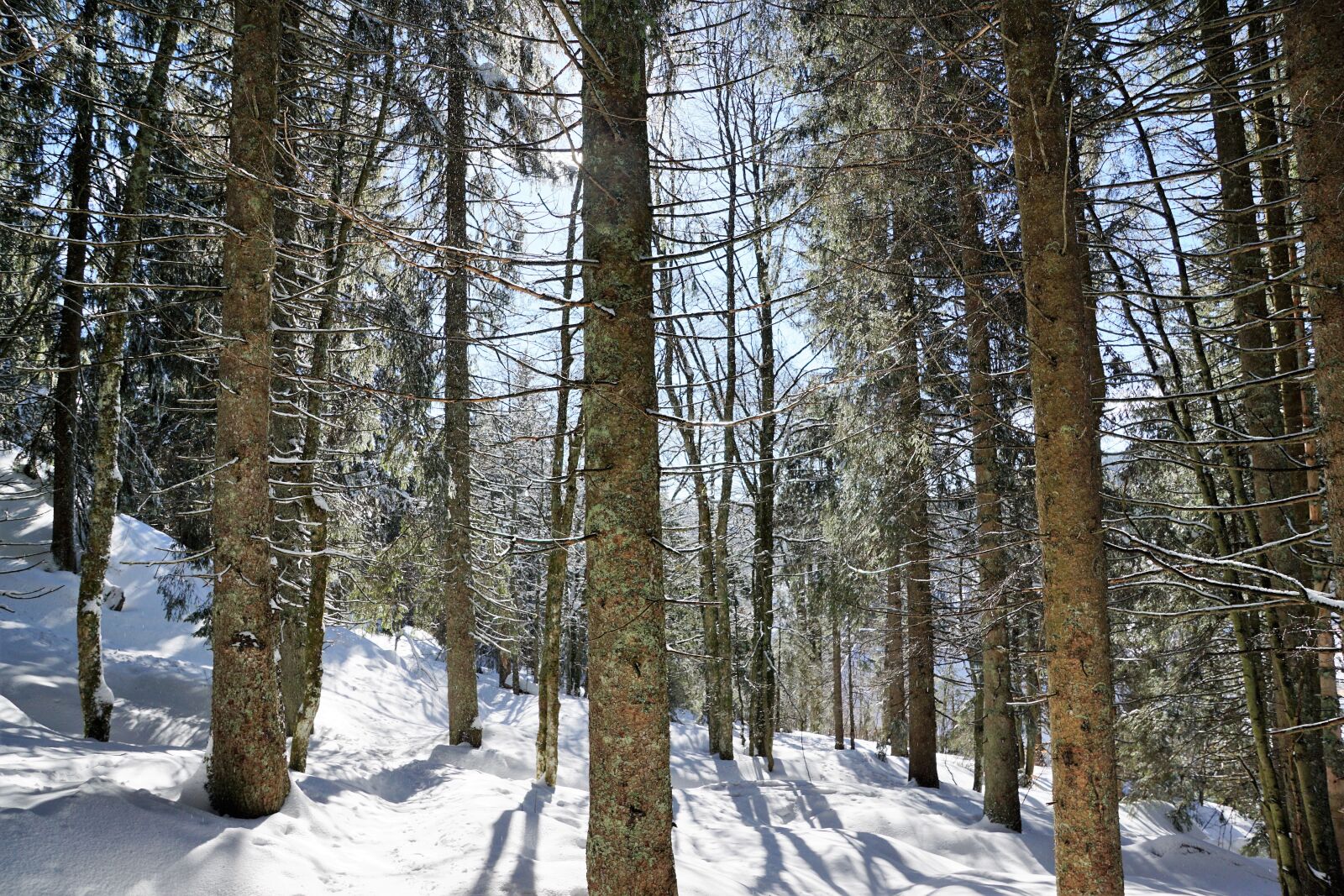 Sony ILCA-77M2 + Sony DT 16-50mm F2.8 SSM sample photo. Forest, winter, tree photography