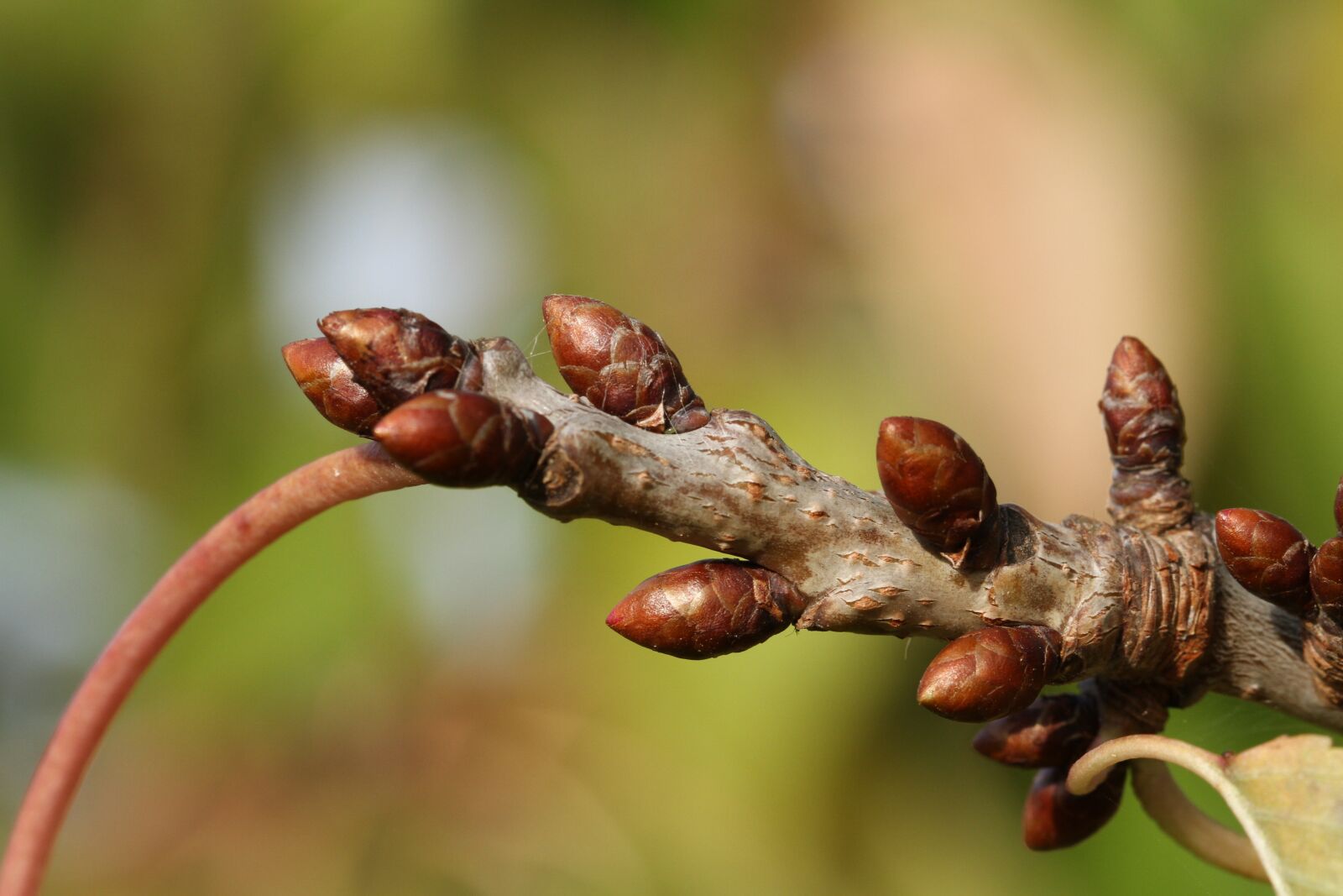 Canon EOS 7D sample photo. Bud, branch, nature photography
