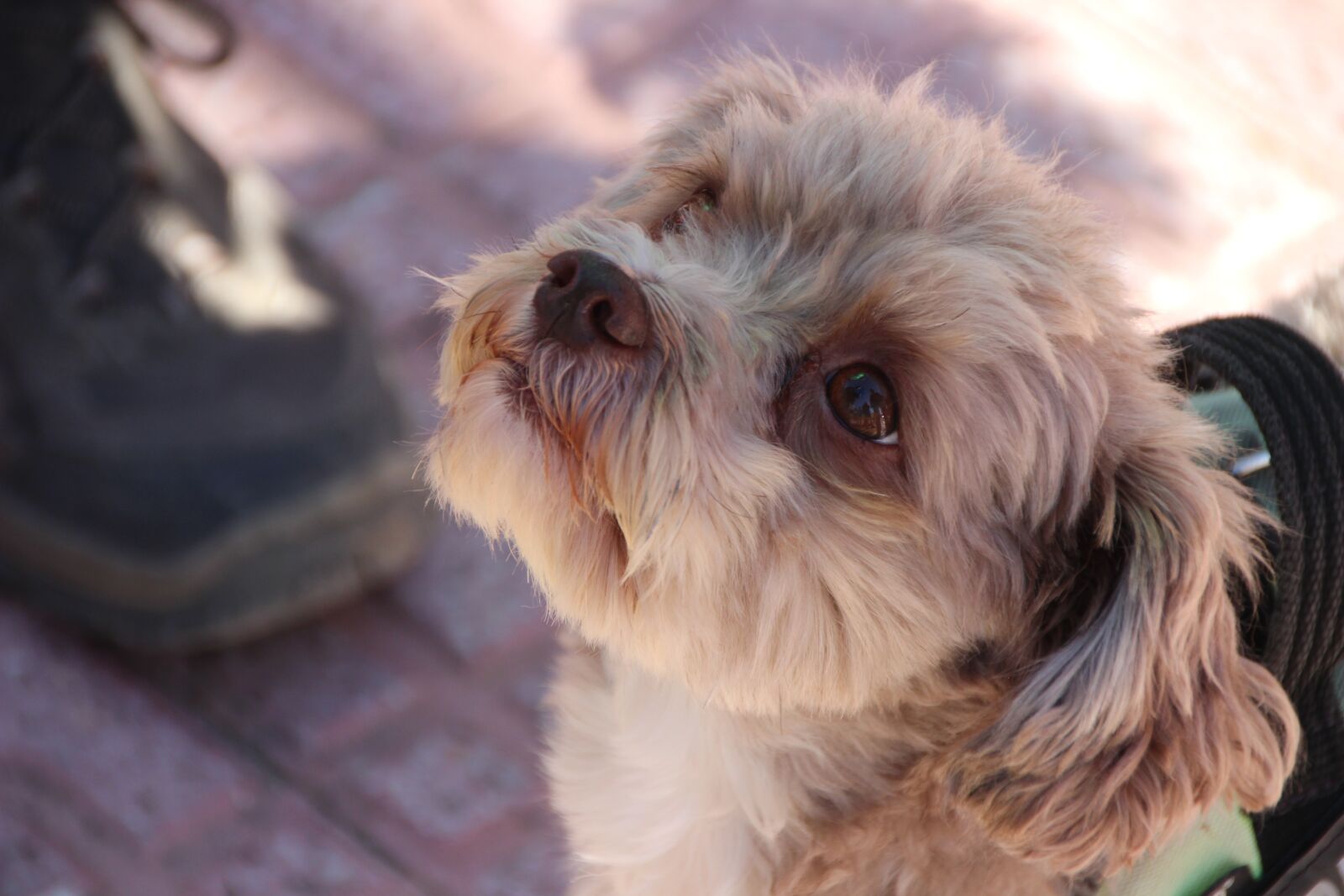 Canon EOS 600D (Rebel EOS T3i / EOS Kiss X5) sample photo. Dog, hybrid, small dog photography