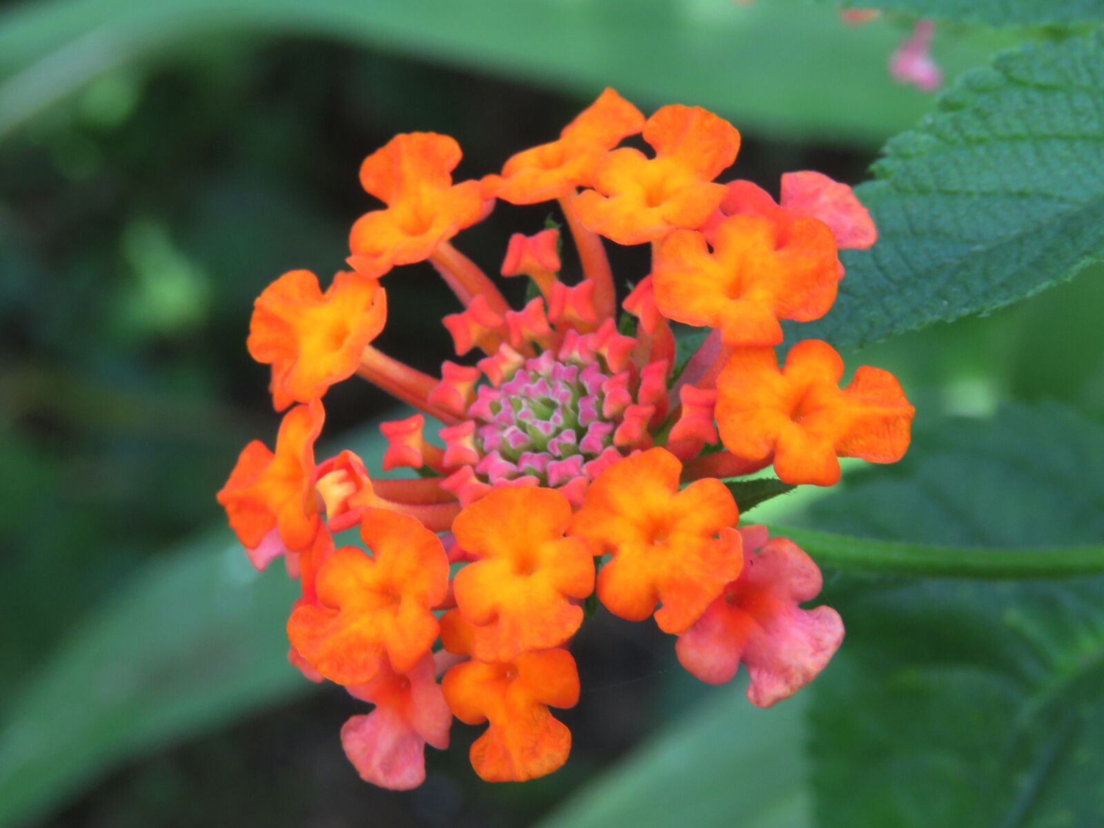 Canon PowerShot SX60 HS sample photo. Flower, fresh, zoom photography
