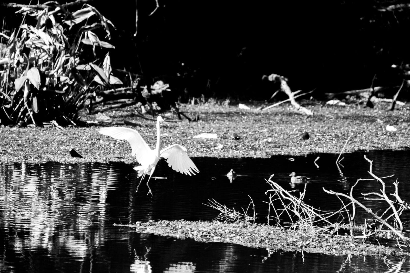 Canon EOS 200D (EOS Rebel SL2 / EOS Kiss X9) sample photo. Lake, heron, ave photography
