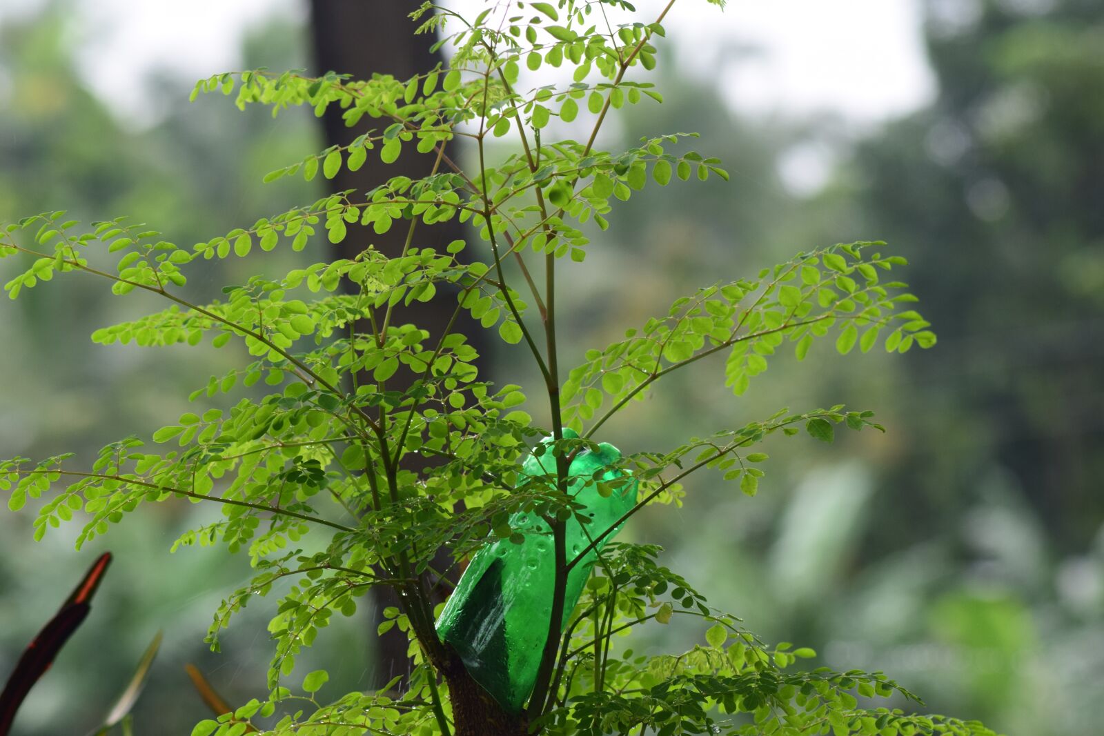 Nikon D5300 sample photo. Kerala, greenery, flowers photography