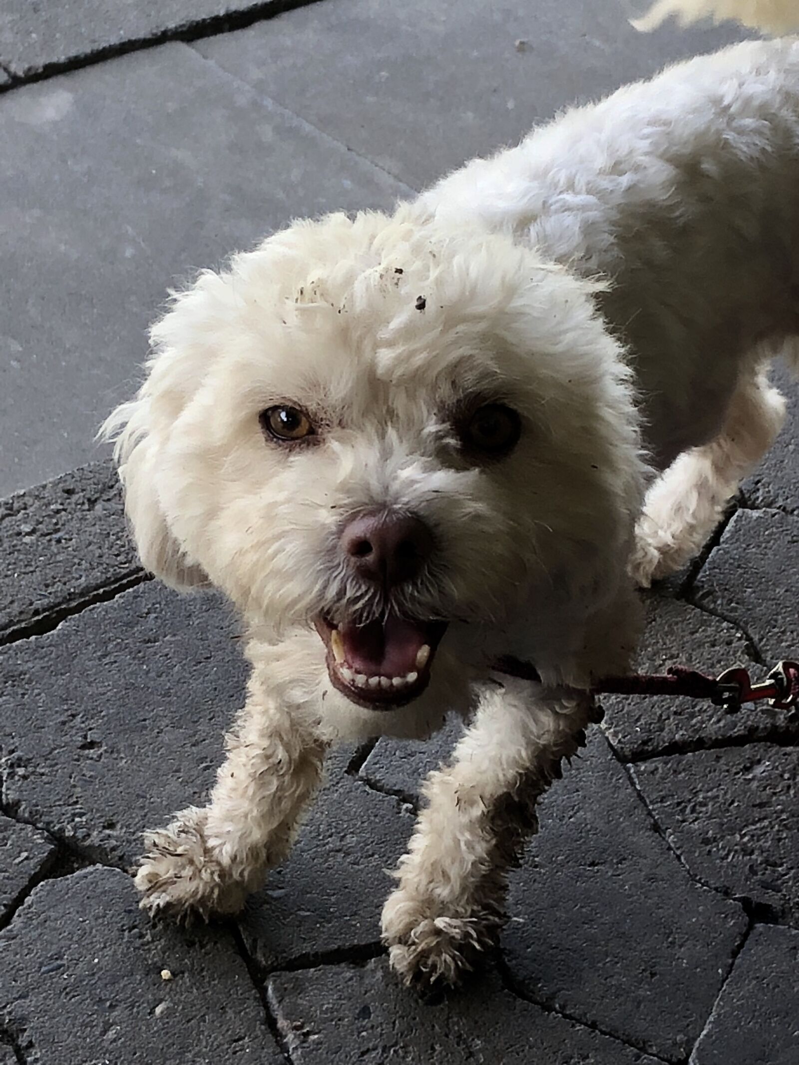 iPhone 8 Plus back dual camera 3.99mm f/1.8 sample photo. Dog, animal, pet photography