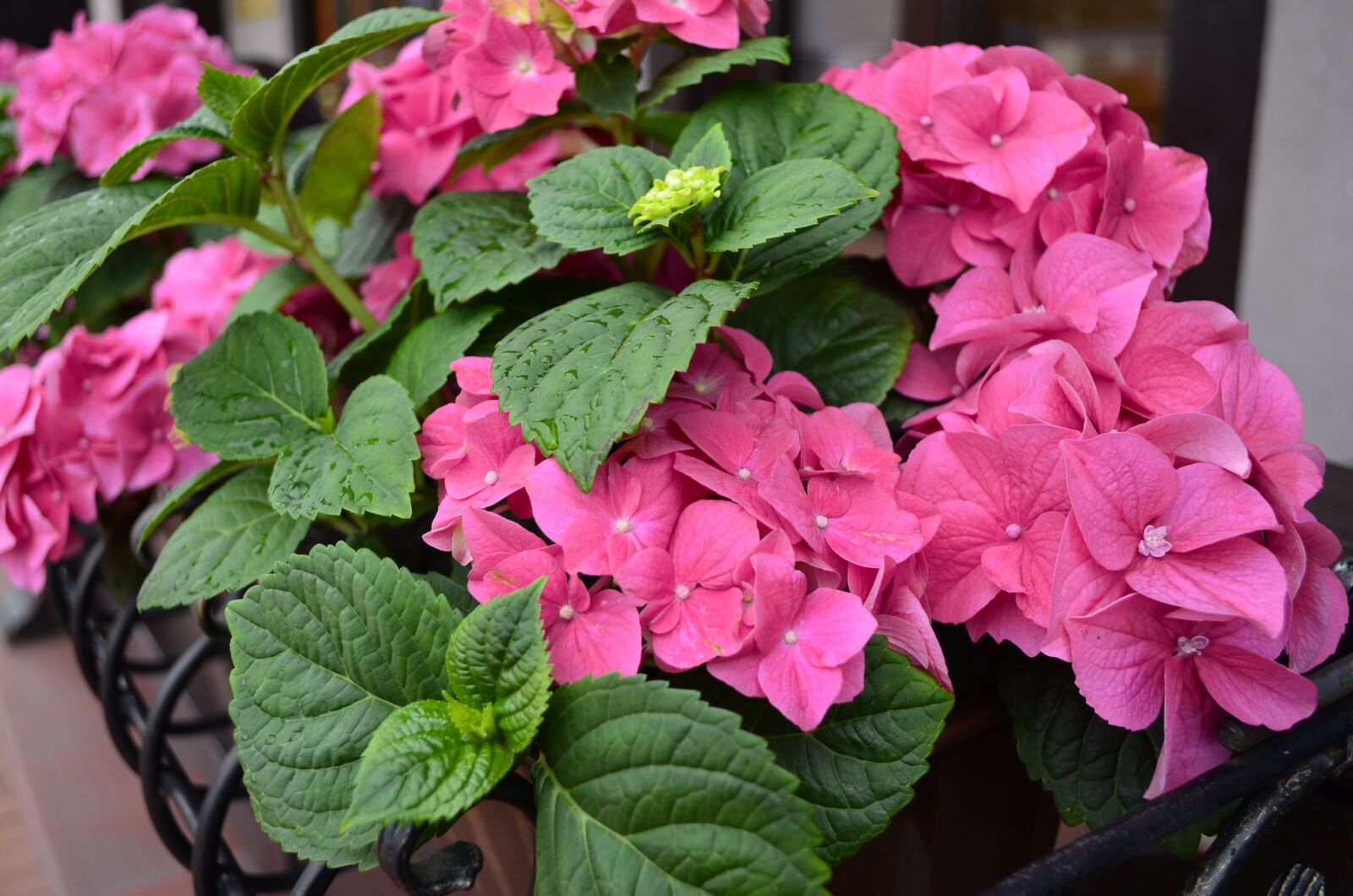 Nikon D5100 sample photo. Hydrangea, pink, pink flower photography