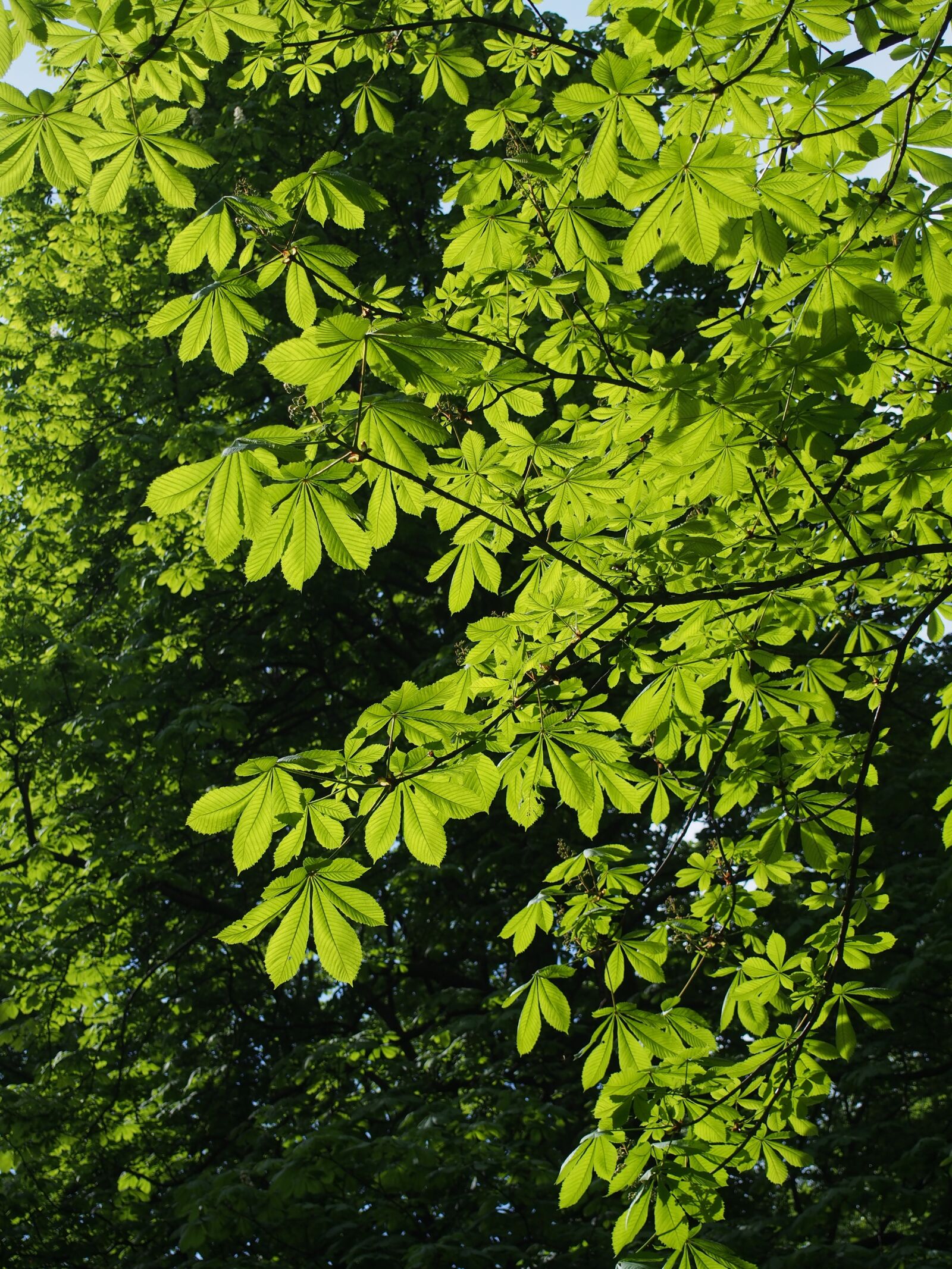 Olympus PEN E-PL5 sample photo. Foliage, tree, green photography