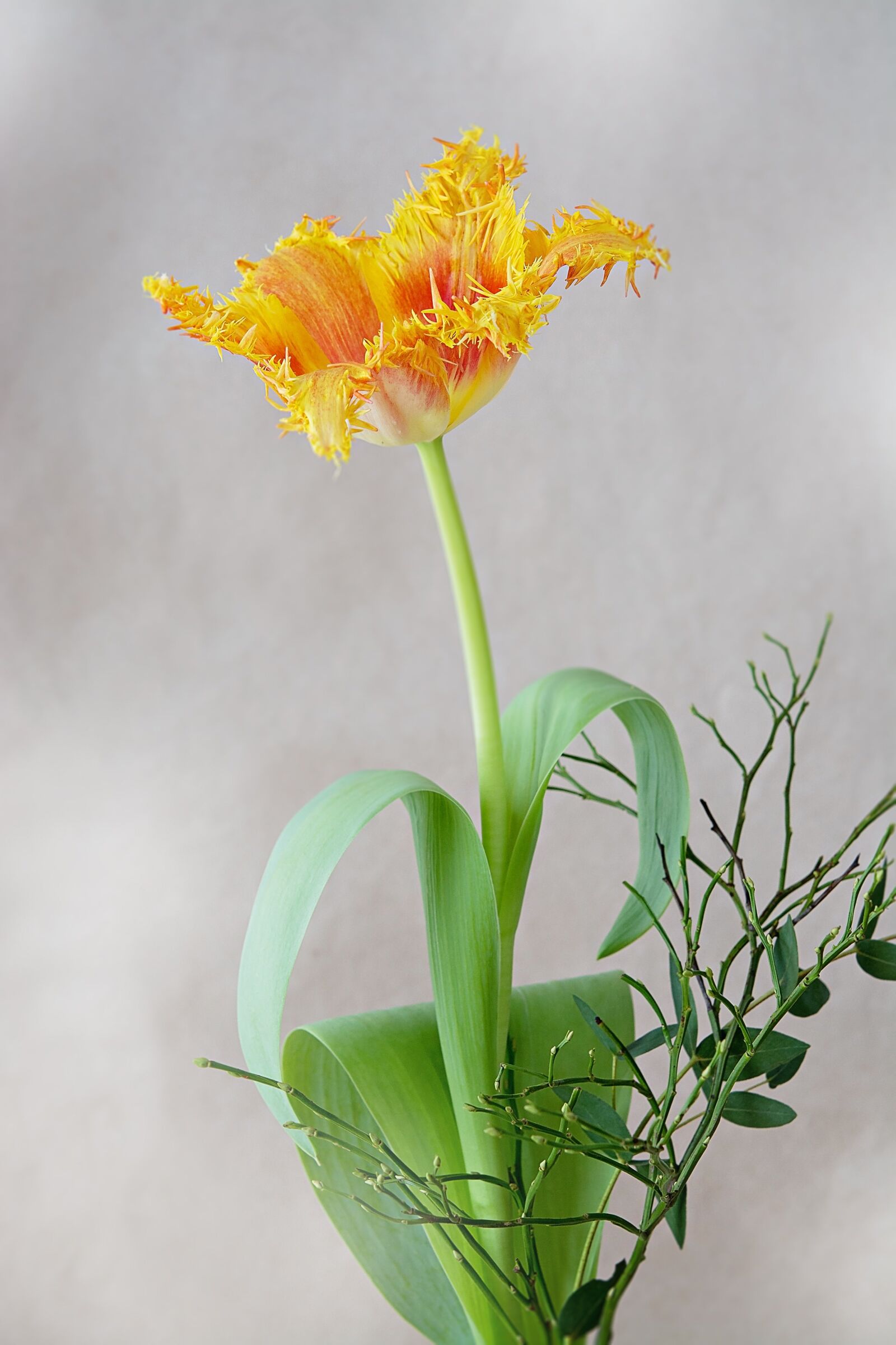 Nikon D7100 sample photo. Tulip, flower, blossom photography