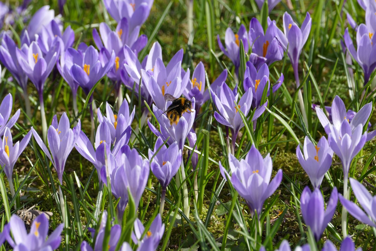 Panasonic Lumix DMC-FZ1000 sample photo. Crocus, hummel, spring photography