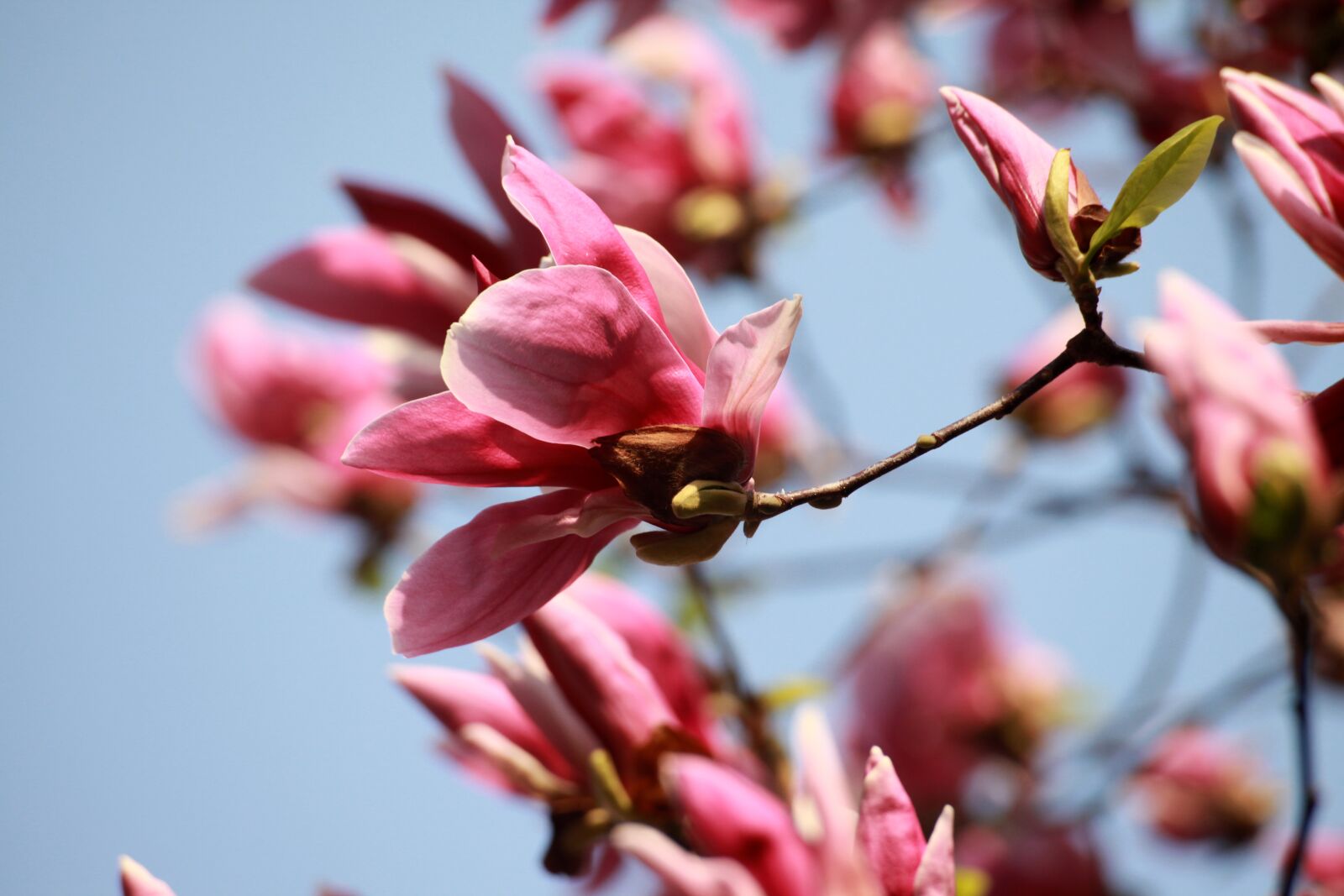 Canon EOS 5D Mark II sample photo. Pink, magnolia, red magnolia photography