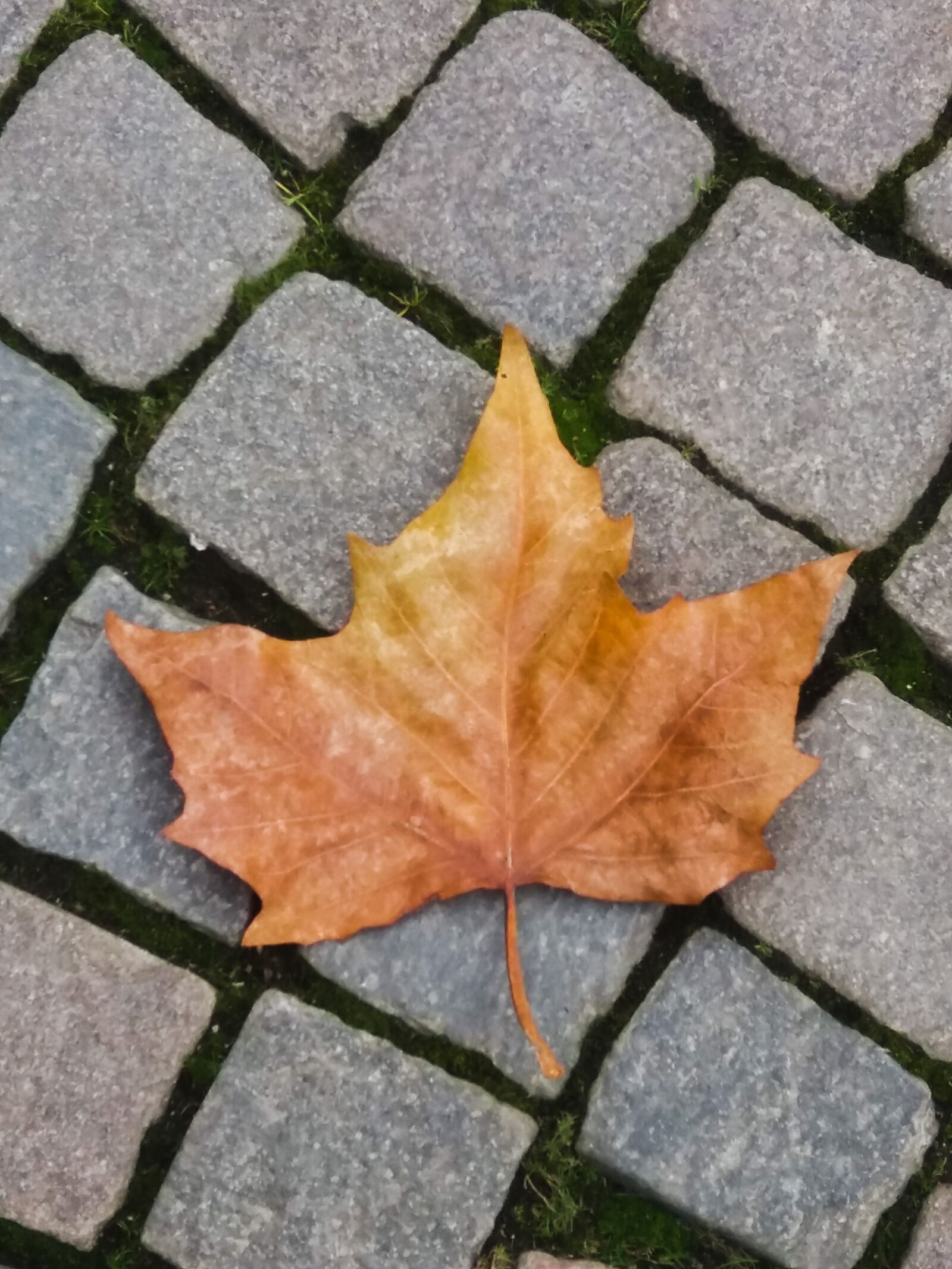 Samsung SM-J500FN sample photo. Autumn, leaf, fall colors photography