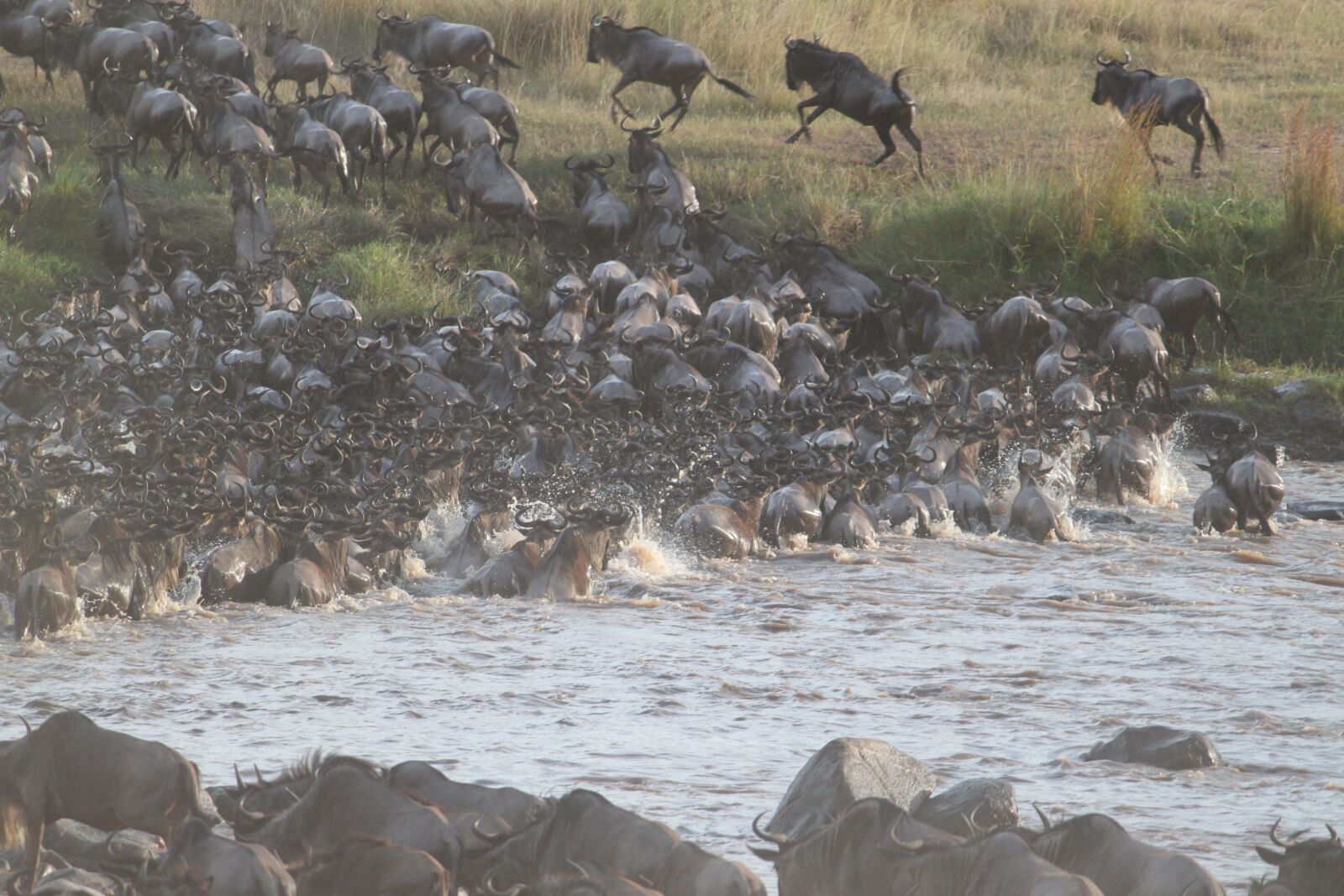 Canon EOS 500D (EOS Rebel T1i / EOS Kiss X3) sample photo. Wildebeest migration, great migration photography