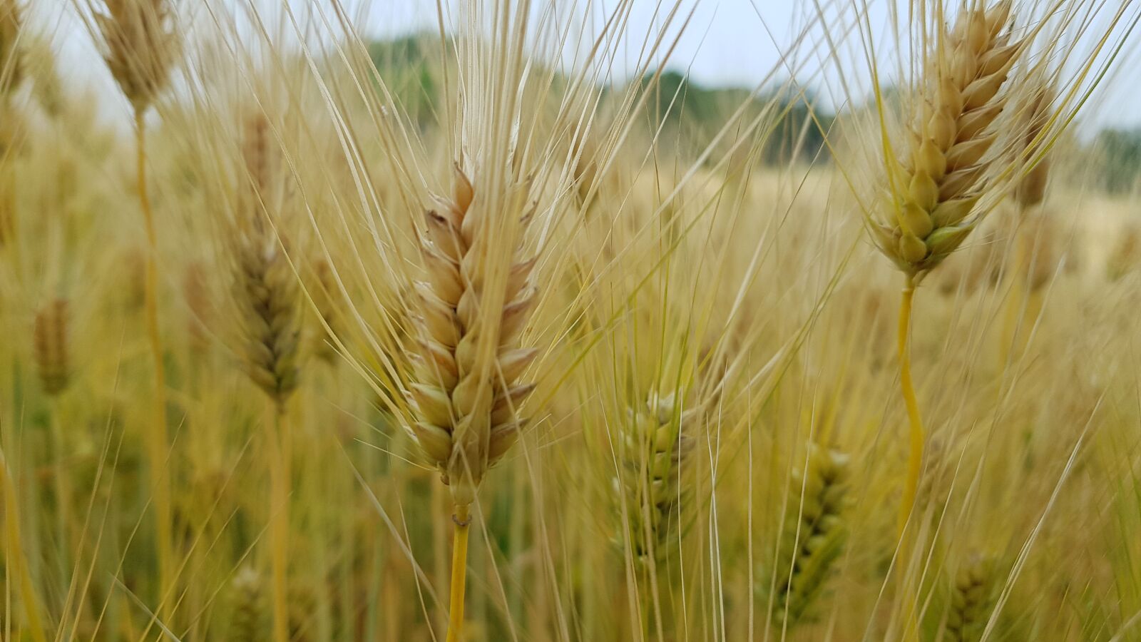 Samsung Galaxy S8 sample photo. Barley, grain, yellow photography