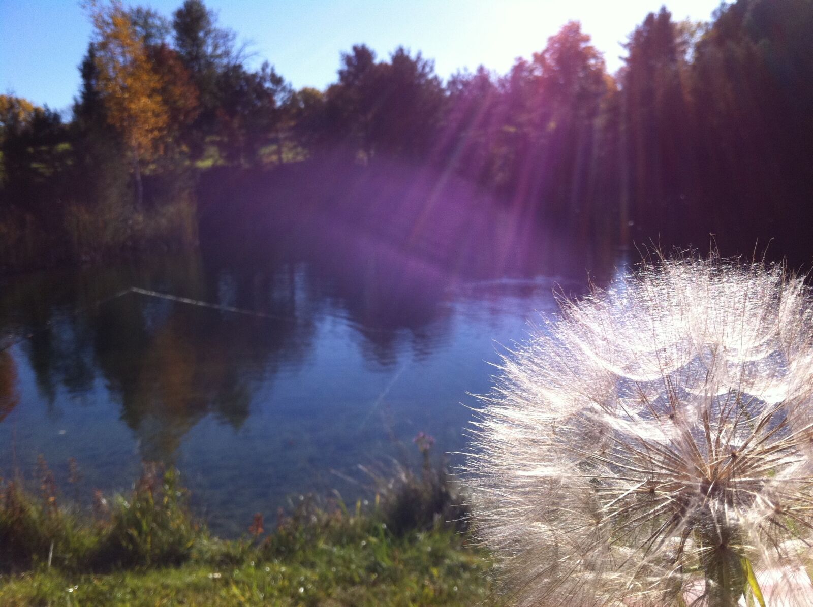 Apple iPhone 4 sample photo. Dandelion, sun rays, nature photography