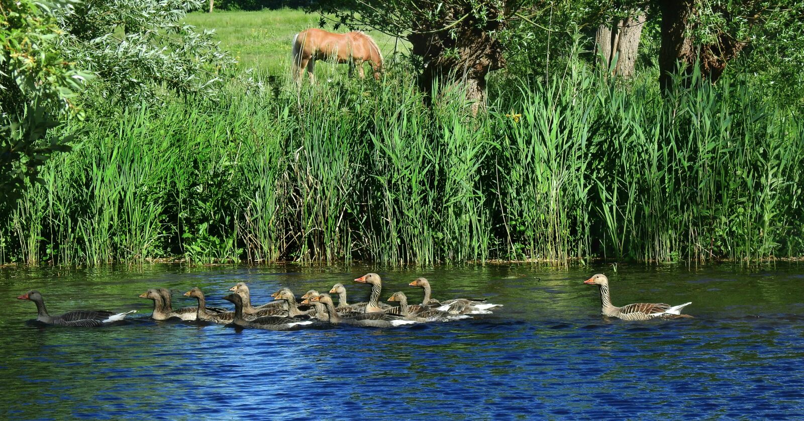 Nikon Coolpix P900 sample photo. Goose, water bird, animal photography