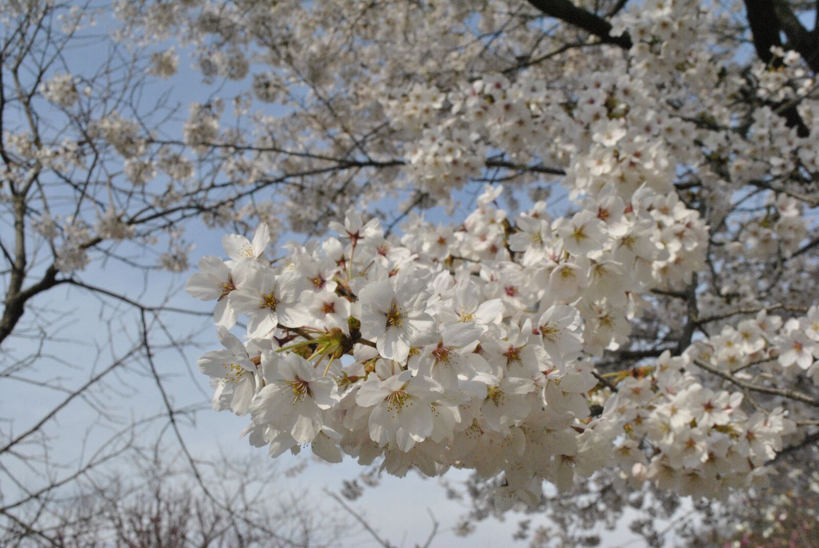 Nikon D3000 sample photo. Cherry blossom, pink, sky photography